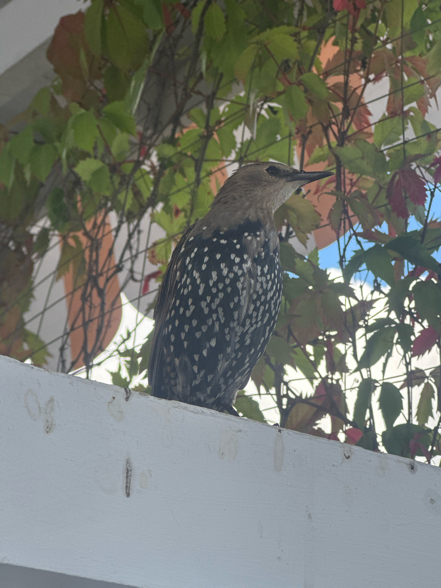 A European starling is perched on a white railing against a backdrop of green and red leaves and a cloudy blue sky. The bird has speckled plumage, a pointed beak, and its eye is visible. The railing appears to be made of painted wood and shows signs of wear, including some staining and small indentations. The leaves are part of a vine growing on a trellis behind the railing. The scene suggests an outdoor setting, possibly in a park or garden within a city, however, there is no specific indication that this location is Moscow, Russia.
