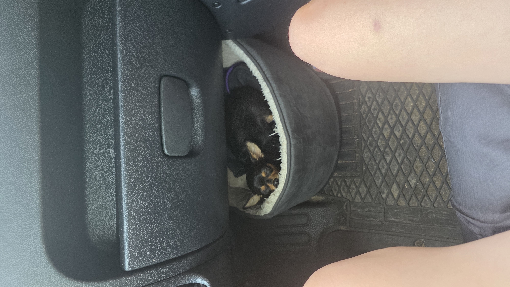 A small, black and tan Chihuahua-mix dog is sleeping in a grey dog bed under the dashboard of a car. The dog bed is located on the floor mat of the car, which appears to be a dark grey rubber with a diamond pattern. The dog is curled up with its eyes closed and its ears perked up slightly. The dog bed has a white, fuzzy lining. The car's interior is visible, with black plastic dashboard components above the dog bed. The image is taken from a low angle, looking up at the dog. There are also human legs visible in the foreground and right side of the image, suggesting the photo was taken by the driver or a passenger. The scene does not provide any specific information about the city of Bristol, United Kingdom.