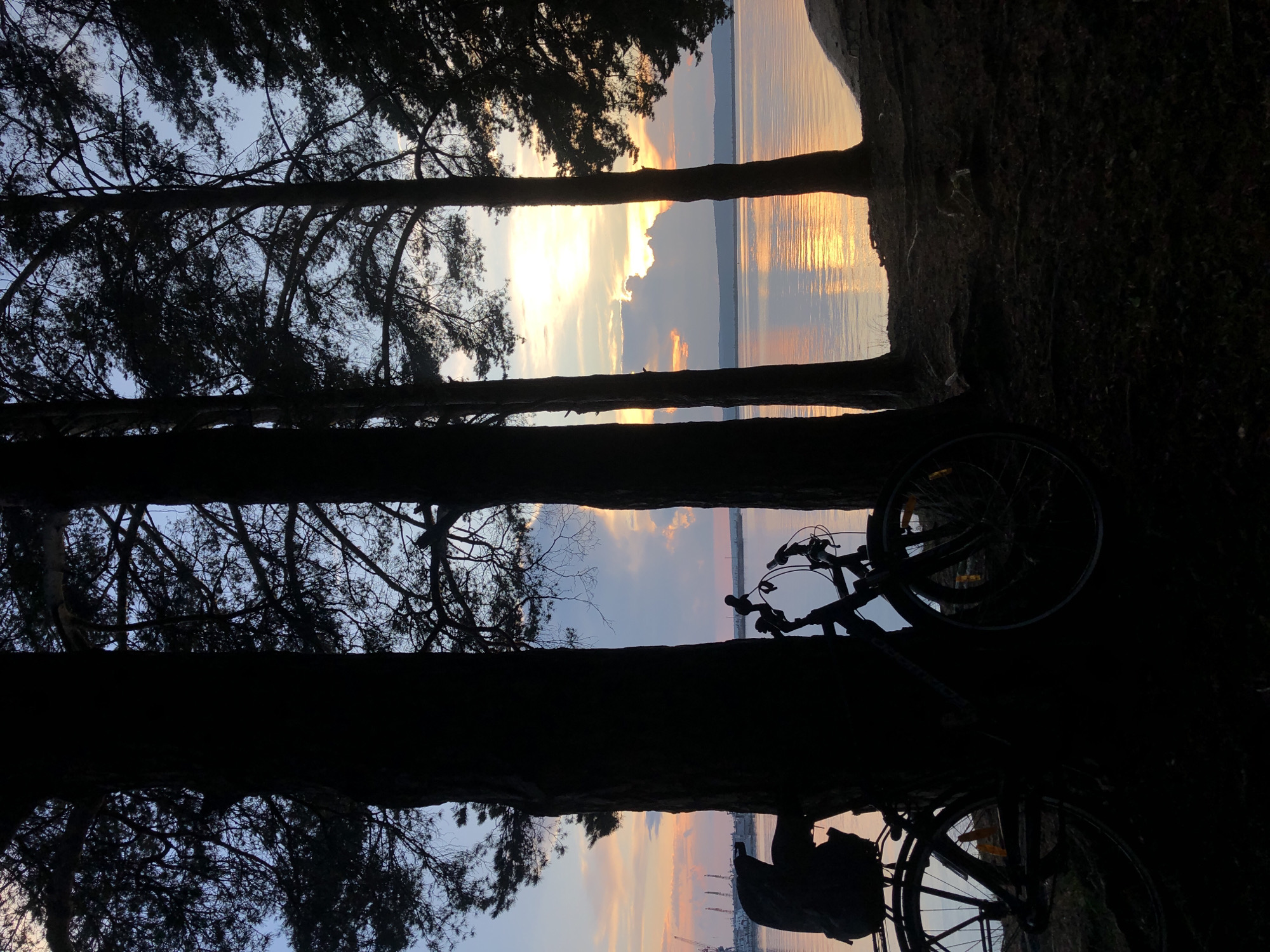 The image depicts a silhouetted scene of a bicycle parked among pine trees on the shore of the Kama River in Chaikovsky, Russia. The time appears to be sunset, with a warm, golden light reflecting on the calm water. The sky is a mix of blue, pink, and orange hues, with scattered clouds. In the background, industrial cranes are visible on the opposite bank, indicating a port or industrial area. The foreground is dark and shadowed, with visible tree roots and pine needles on the ground. The bicycle is a standard touring or hybrid model, with a backpack strapped to the rear rack. The composition is framed by the dark silhouettes of the pine trees.