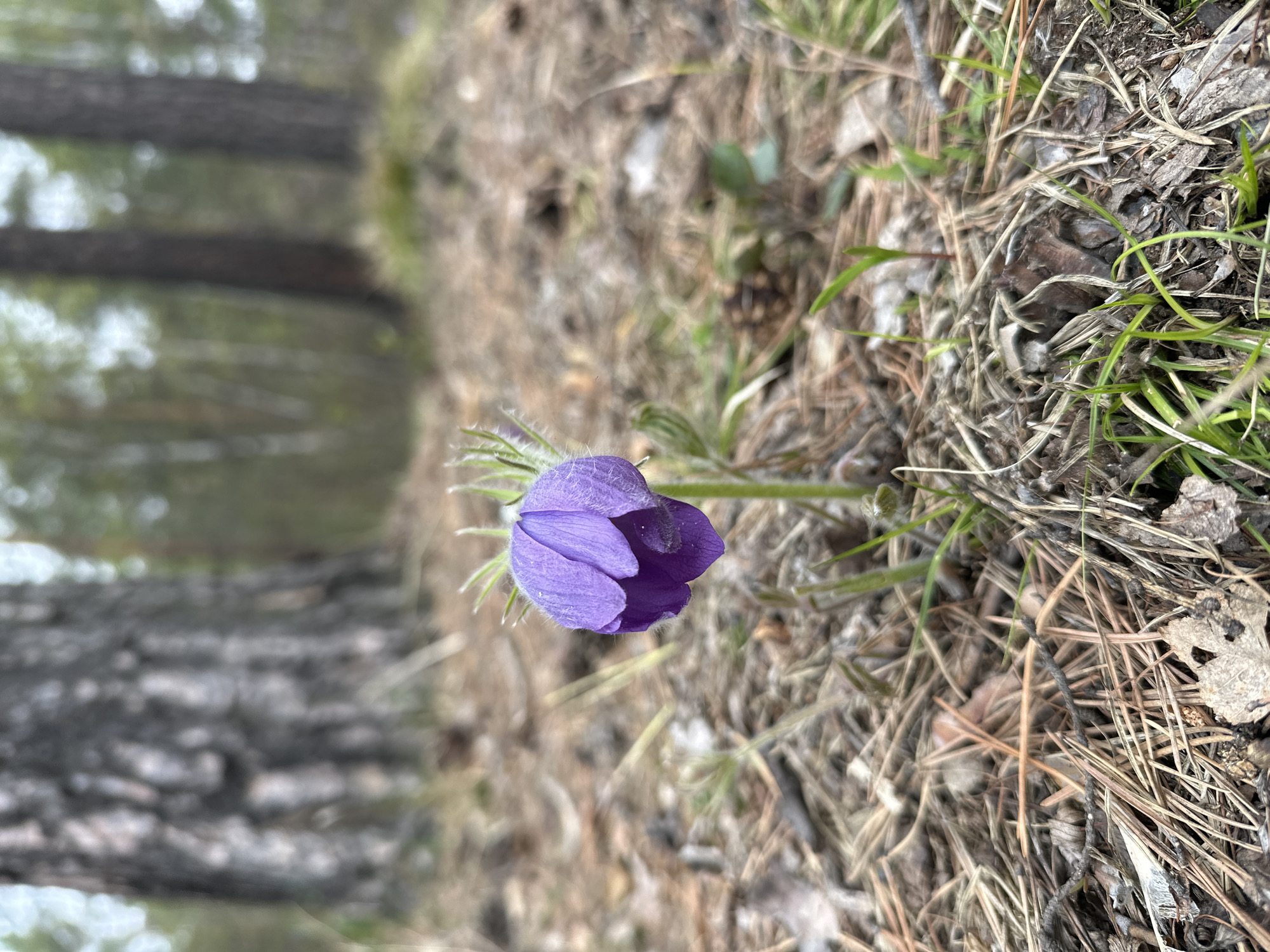 The image shows a purple pasqueflower in bloom, surrounded by pine needles and other forest floor debris. The plant is positioned off-center, with a blurred background showing a forest landscape. The photo appears to have been taken in a forest environment near or in Sayansk, Russia, based on the presence of pine trees and the flower species being consistent with that region. No people or animals are visible in the frame.