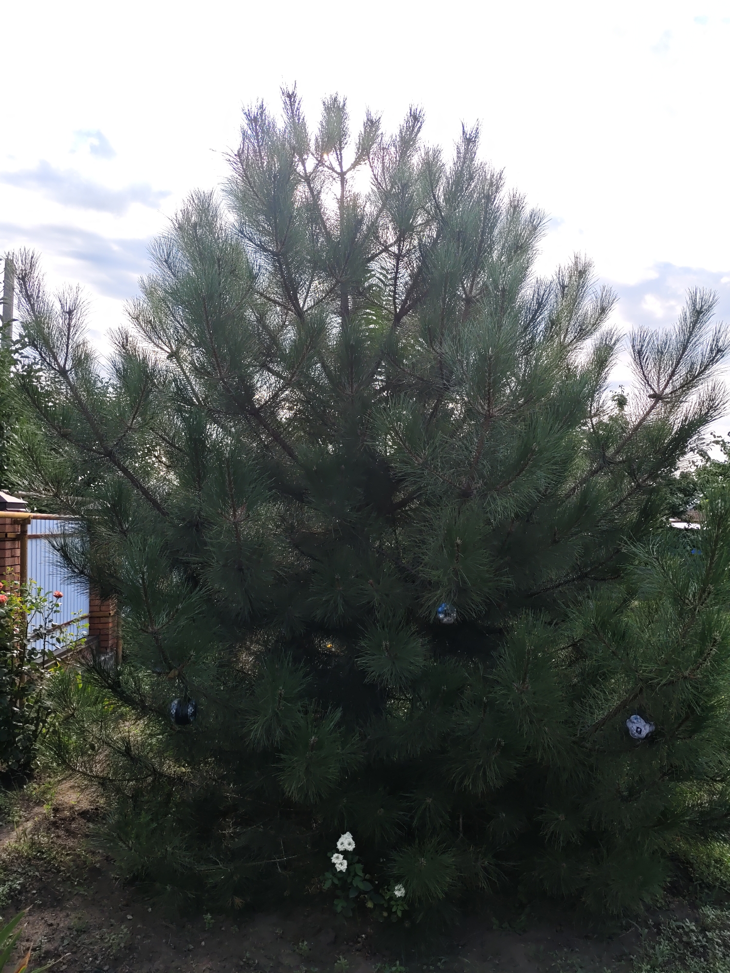 A medium shot captures a mature pine tree in an outdoor setting, likely a yard or garden, under a bright, overcast sky. The tree dominates the frame with its dense, dark green needles and sturdy branches. Several small, spherical, blue and white ornaments are visible, partially obscured by the foliage, hanging from the branches. In the lower right portion of the image, a small cluster of white flowers with yellow centers blooms near the base of the tree. To the left, a portion of a brick and metal fence is visible, along with the leaves of a rose bush. The ground beneath the tree is covered in dark soil with scattered grass and debris. The overall scene suggests a residential area in Nizhnedonskoy, Russia, during daylight hours.