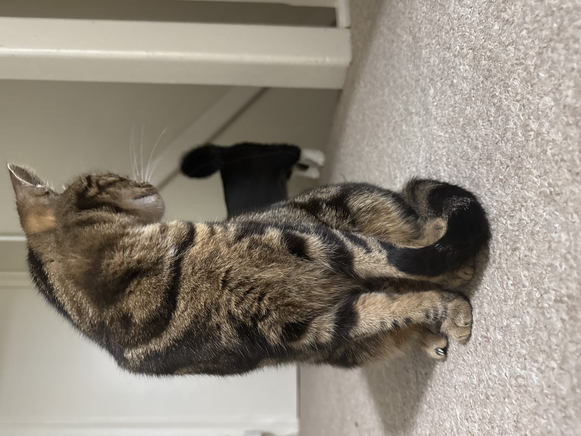 A brown tabby cat is curled up on a beige carpet, appearing to be resting or sleeping. The cat's head is oriented toward the left side of the image, with its tail curled around its body on the right. A black object and part of a white object are visible behind the cat, near a white wall. The image was taken indoors. Desborough, United Kingdom is not discernible from the image.