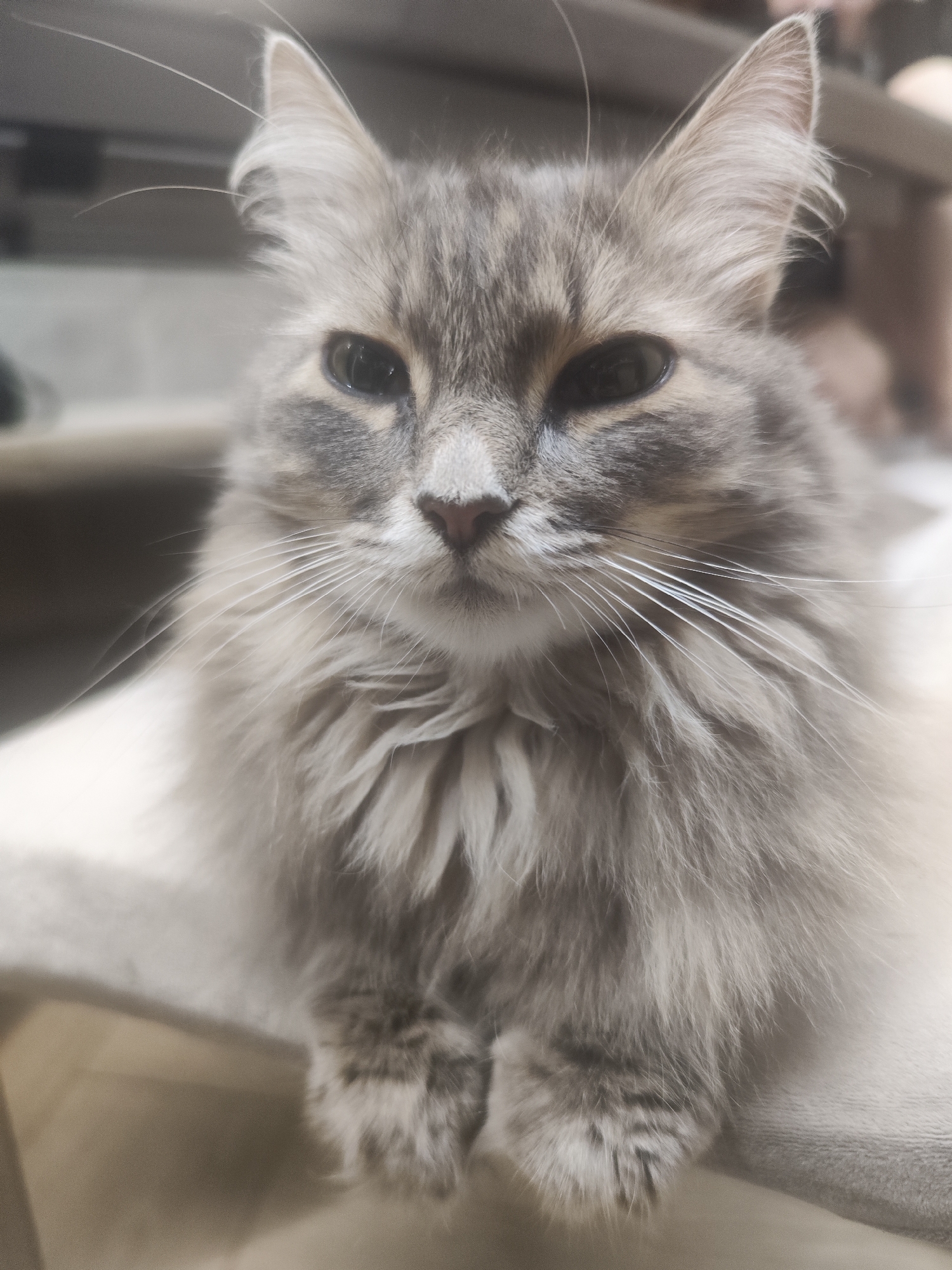 A medium shot depicts a gray tabby cat with long fur, positioned in what appears to be an indoor setting. The cat is looking directly at the camera, exhibiting a neutral expression. The environment is soft and subdued, suggesting the cat is comfortable and possibly resting on a padded surface. Given the prompt to include a location in Chaikovsky, Russia, without explicit visual cues, the context could be a private residence or a pet-related establishment within the city.