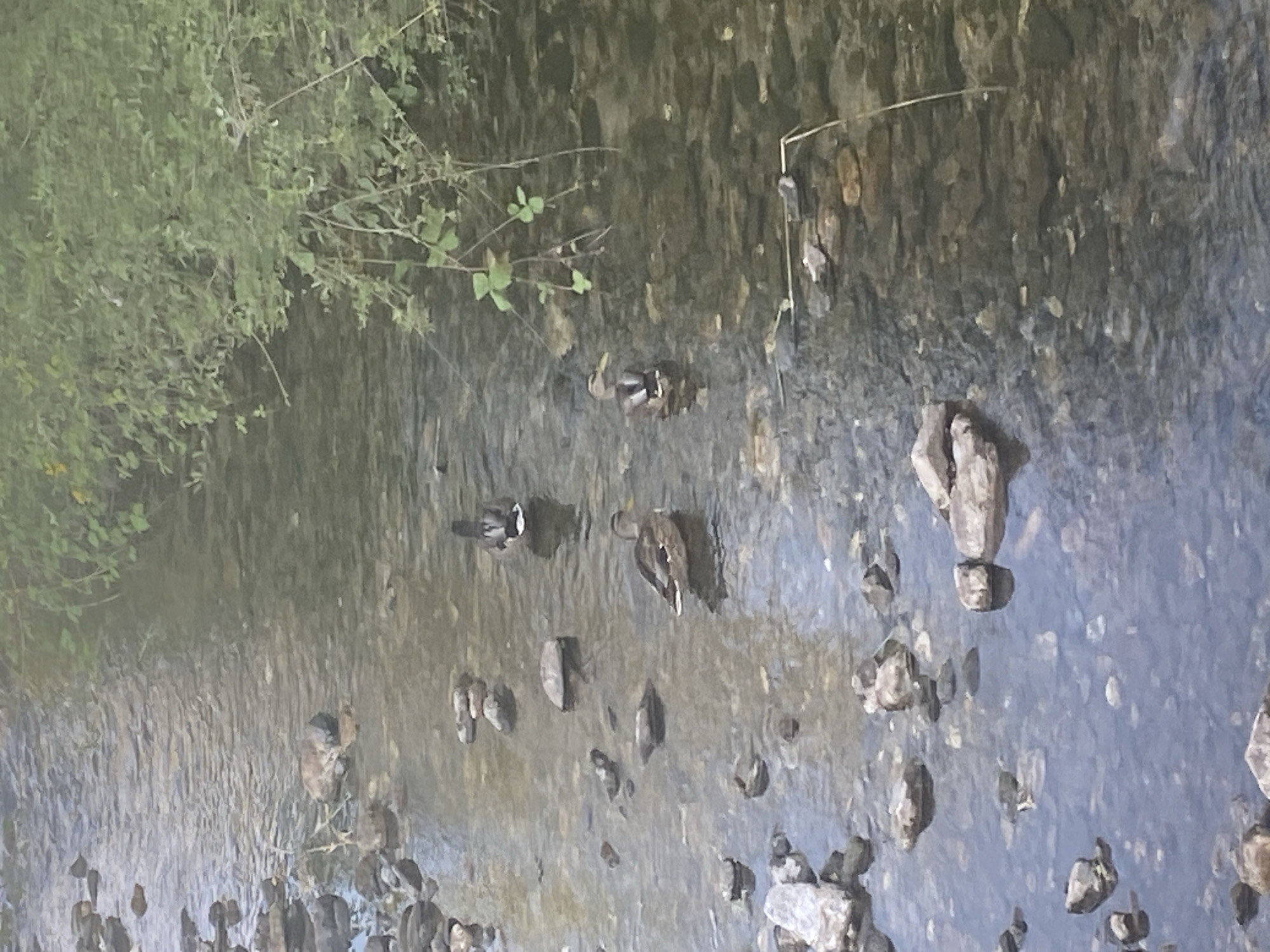 The image depicts a shallow, rocky stream with clear water. Three ducks are visible in the water. One duck is facing away from the camera, a second duck is facing left, and a third duck is facing right. Green foliage hangs over the right side of the stream. The scene is located in the city of Blagoevgrad, Bulgaria, on a natural waterway.