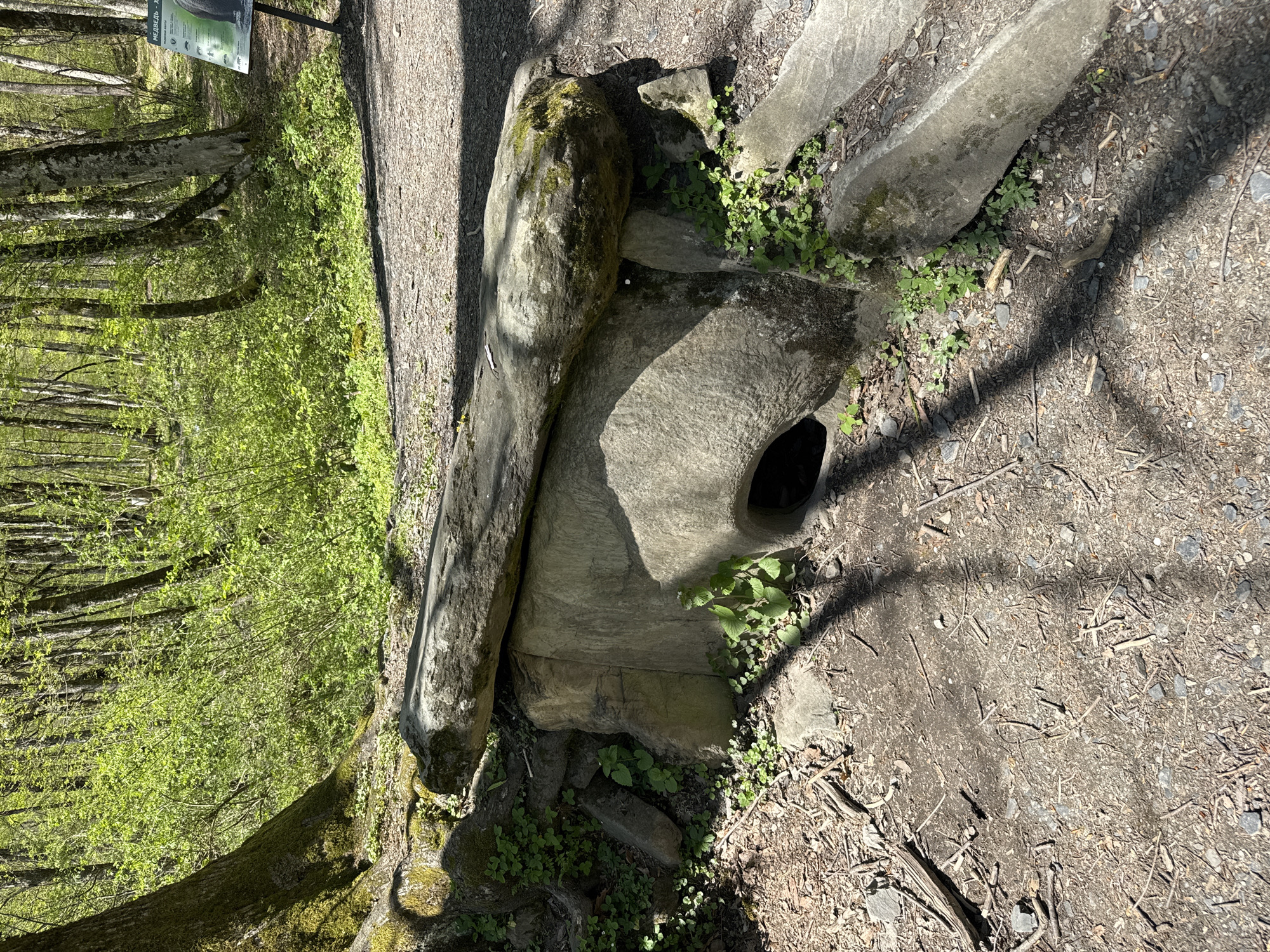 The image shows a large, gray rock formation with a hole in it, lying on a dirt path in a wooded area. Green foliage surrounds the rock and encroaches on the path. A tree trunk is visible on the left side of the image. The location appears to be in the city of Unknown, Unknown.