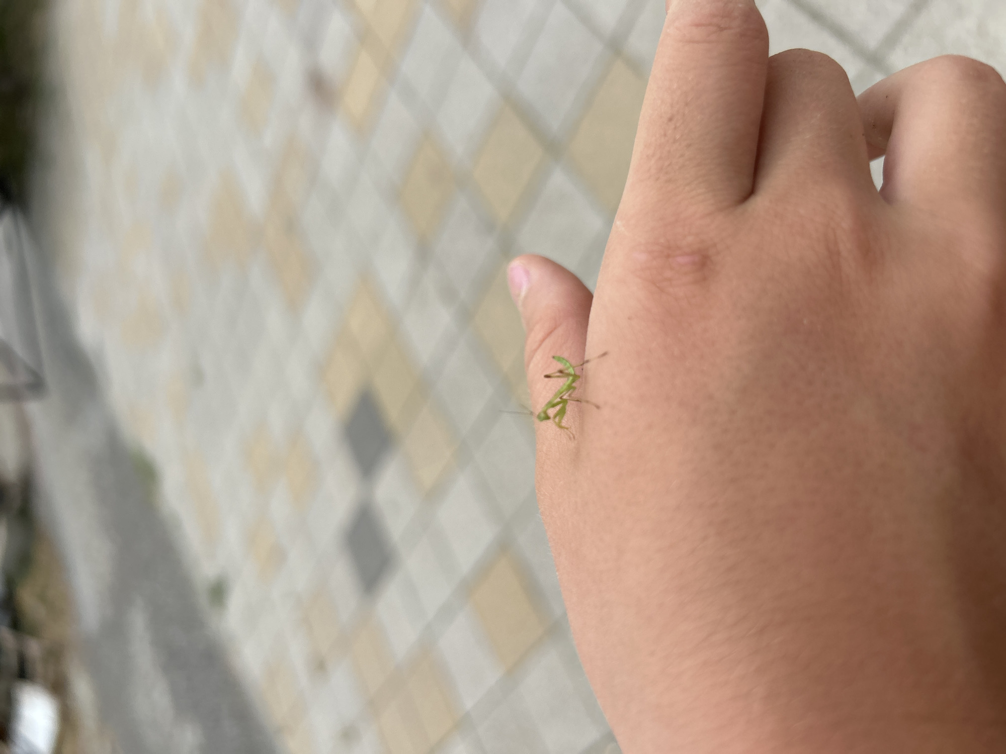 The image shows a close-up of a person's hand with a small, bright green praying mantis on it. The praying mantis is positioned on the back of the hand, near the knuckles, and appears to be a nymph. Its body is slender, with long, spiky forelegs held in a characteristic praying stance. The mantis's head is small and triangular, with prominent antennae.
The background is blurred, but it appears to be an outdoor setting with a patterned ground, possibly a patio or walkway. The paving stones are arranged in a diamond pattern and are a mix of light beige and off-white colors. Some faint shadows suggest it could be daytime.
The hand is fair-skinned and shows some natural texture, including small pores. The focus is sharp on the praying mantis, highlighting its delicate features and vibrant green color against the softer tones of the skin and background. The overall impression is one of a close encounter with nature, with the small insect a point of intrigue against the human element. There is no visible text in the image.
