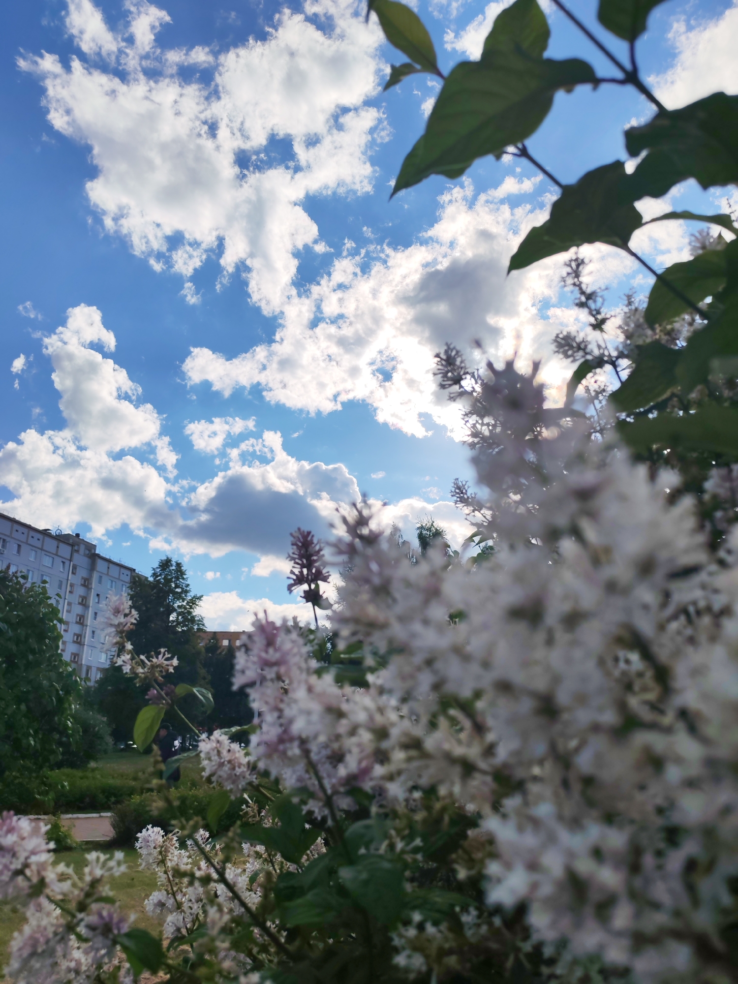 The image depicts a sunny day in what appears to be a park or green space in Izhevsk, Russia. The sky is a bright blue with numerous fluffy white clouds. In the foreground, there are flowering shrubs with white and light purple blooms, blurring due to shallow depth of field. Green leaves are visible on the branches, with some leaves partially obscuring the upper right corner of the sky. In the background, there is a multi-story building with rows of windows, characteristic of urban architecture. The park setting includes green trees and bushes. The sun is positioned behind the blossoms, creating a slight glare.