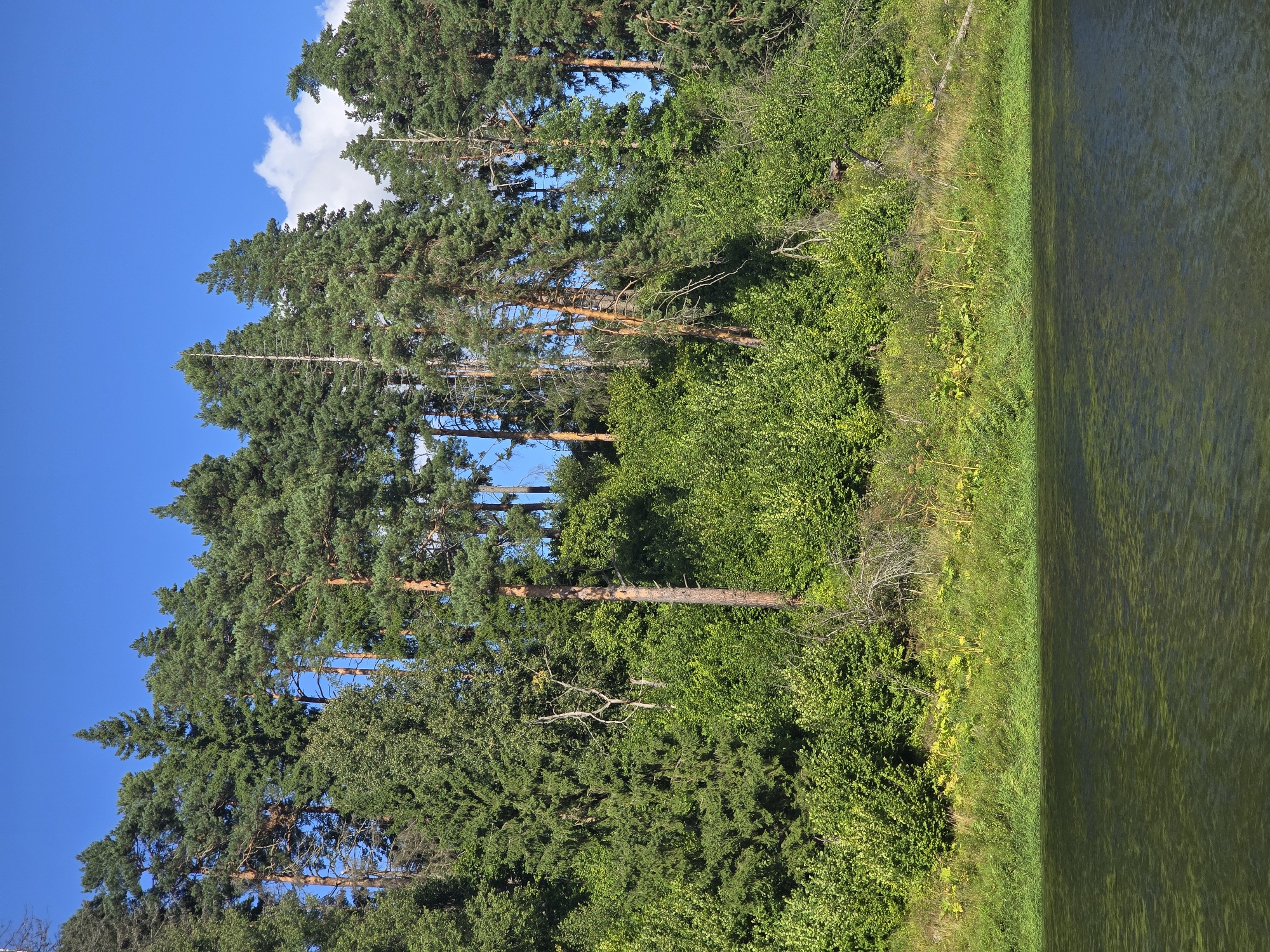 The image depicts a dense forest on a hillside overlooking a body of water. The forest is primarily composed of tall pine trees with some deciduous trees and shrubs at the base of the hill. The trees are a mix of green and brown, with some dead branches visible. The ground is covered in green grass and some yellow wildflowers. The water in the foreground is dark green and appears to be a river or lake. The sky is clear blue with a few white clouds. The scene is serene and natural, suggesting a rural or wilderness setting. The location is identified as Voinskaya Chast' Mchs, Russia. There are no people or animals visible in the image.