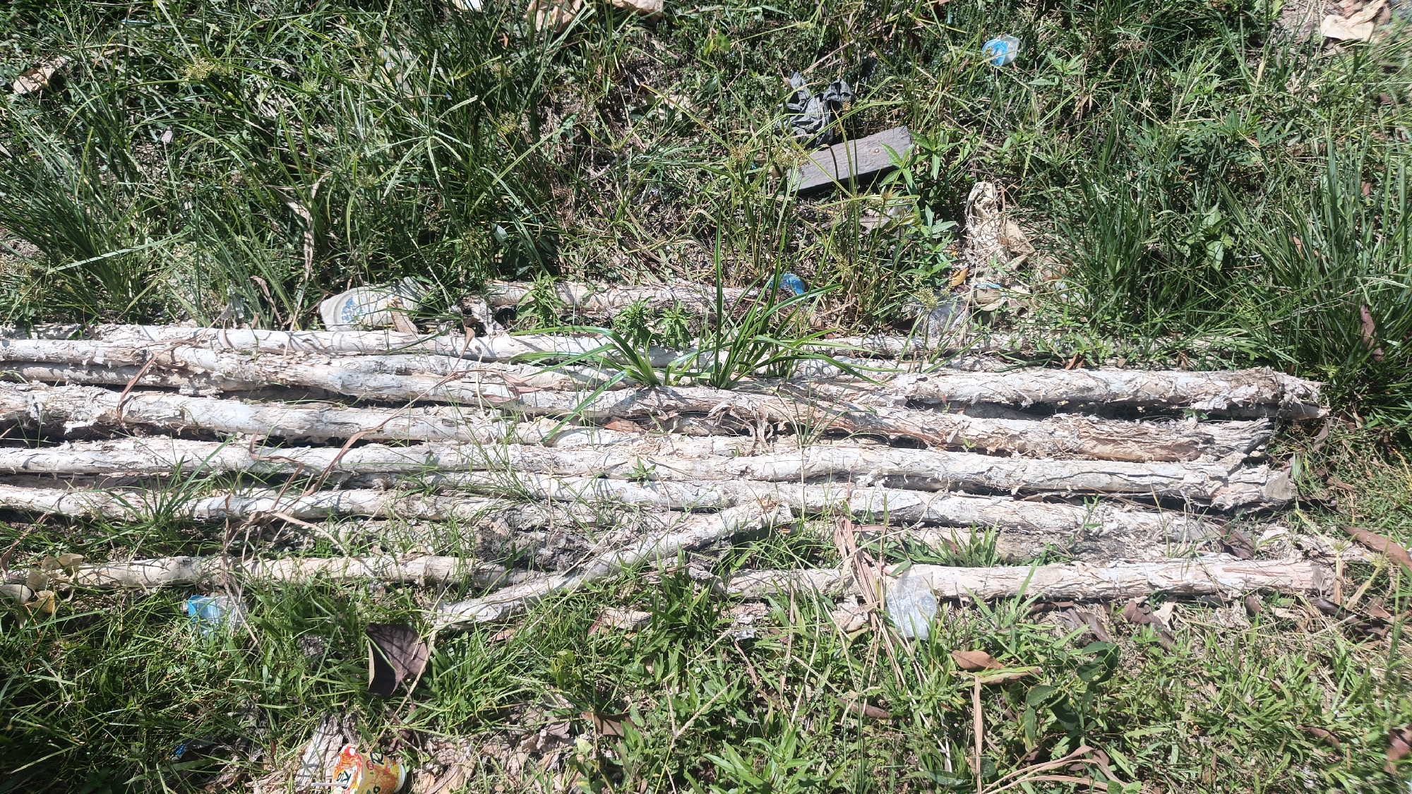 A pile of dried, pale tree branches lies horizontally on the ground, partially covered by green grass and weeds. Some of the branches have peeling bark. The environment appears to be outdoors, possibly a natural or unmaintained area within Sungai Rasau, Indonesia, as evidenced by the presence of various debris mixed with the vegetation and branches. This debris includes plastic bottles and wrappers, indicating potential litter. The scene is lit by natural sunlight, casting shadows on the ground. There are no people visible in the image.