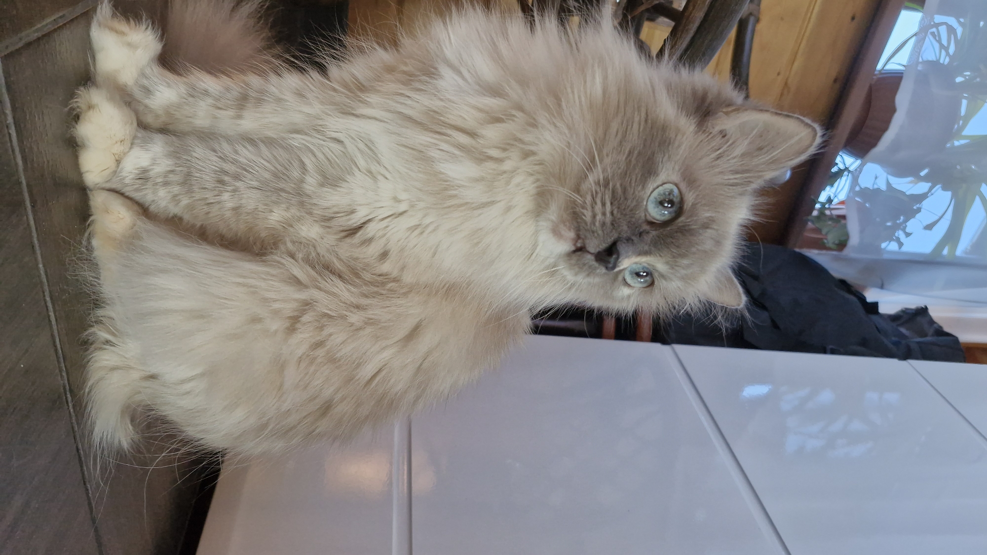 A fluffy, light-colored cat with blue eyes is lying on a surface that appears to be tiled, possibly a countertop or floor. Part of the cat's body is on a dark wood floor. Behind the cat, there is what appears to be a window with a plant in the background. The location is not discernible from the image.