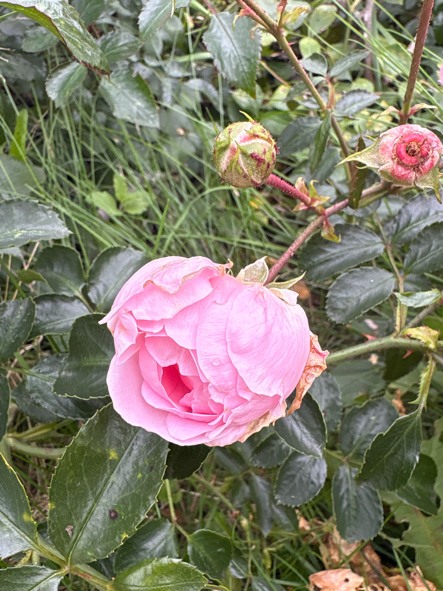 The image is a close-up, high-angle shot of a pink rose in bloom, set against a backdrop of green foliage and grass. The rose, with its many delicate petals, is the primary subject, positioned slightly off-center to the left. The flower appears to be in good condition, though some petals show slight wilting at the edges.
In the background, two rose buds are visible on the same stem as the main rose. One bud is tightly closed, displaying a mix of green and pink, while the other is partially open, revealing its inner pink petals. The surrounding leaves are a deep, glossy green, with some exhibiting a few small, lighter spots that may indicate natural variations or minor imperfections. The stems are reddish-brown and covered in small thorns. The ground cover consists of green grass and dry, fallen leaves.
The lighting suggests an overcast or shaded environment, providing soft, diffused light that highlights the textures and colors of the rose and its foliage. There are no people or animals present in the image.
The image does not contain any specific visual cues that would allow for the determination of its location within Saint Petersburg, Russia. The scene is a generic garden or natural setting.