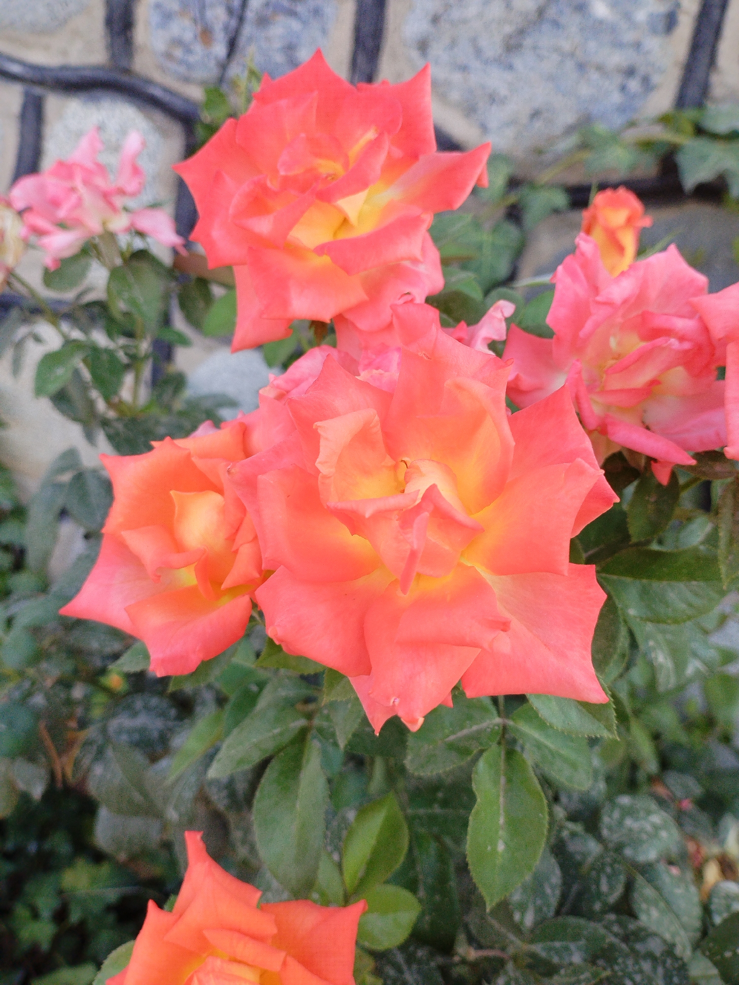 A cluster of vibrant coral and yellow roses is in full bloom, with several roses in the foreground displaying their layered petals. The roses are set against a backdrop of green foliage and a stone wall, suggesting an outdoor garden setting. The lighting is soft, highlighting the delicate textures of the petals. No people are visible in the image.