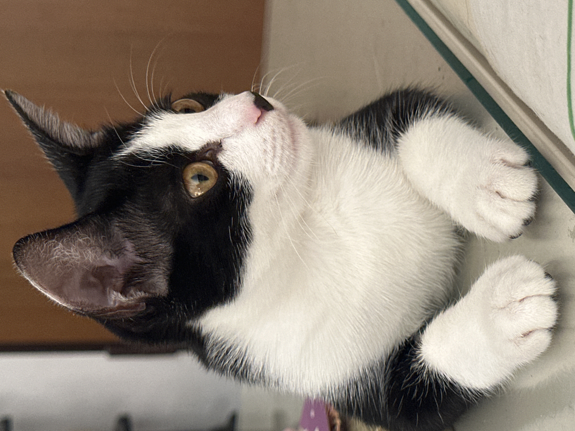 A black and white kitten is resting on a flat surface, possibly a table. The kitten is looking to the right of the frame with its amber eyes wide open. Its fur is predominantly white on its chest and paws, with black markings on its back, head, and ears. The kitten has delicate pink ears and a pink nose with black spots. The background is blurred, with a hint of a wooden surface on the right and a lighter surface on the left. The scene appears to be indoors, in a domestic setting, but its specific location within Budva, Montenegro cannot be determined from the visual information alone.