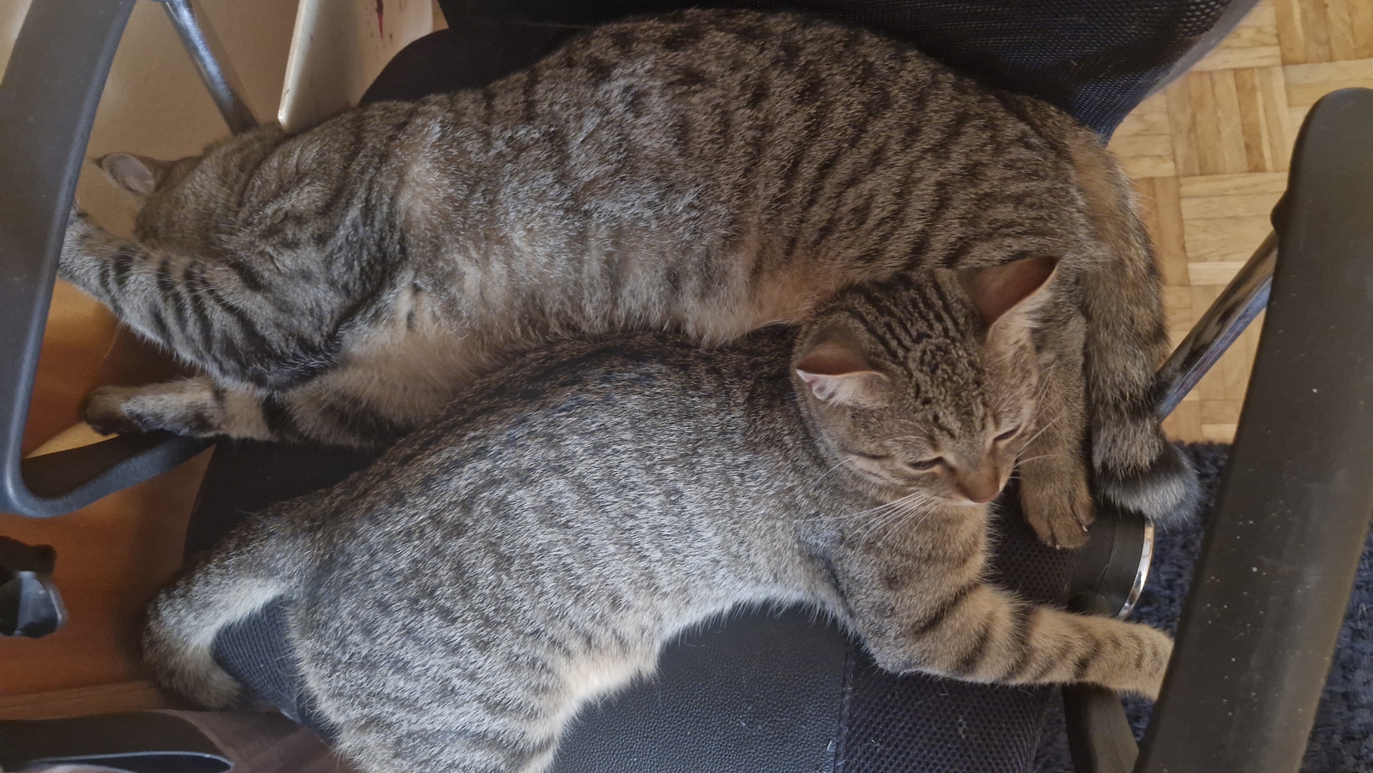 Two tabby cats are sleeping on a black office chair. The cat in the foreground is curled up with its head resting on its paw, while the cat in the background is stretched out. The chair is positioned on a wooden floor. The scene is indoors.
