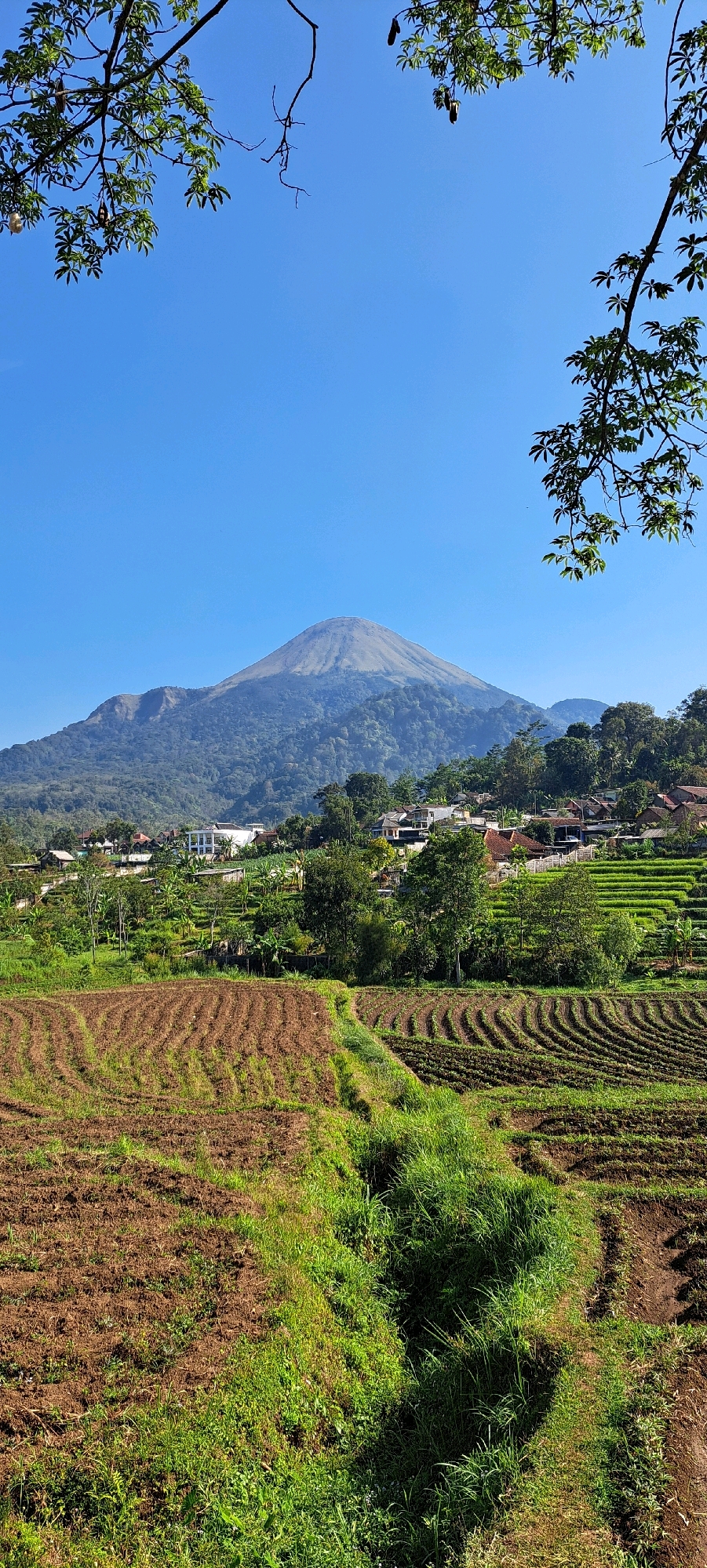 In a vertical shot, the landscape of Tretes, Indonesia, unfolds under a clear, bright blue sky. The foreground is dominated by cultivated fields, with one section showing rows of tilled brown earth and another covered in vibrant green grass. These fields lead the eye upwards towards a cluster of buildings, nestled amongst lush greenery and tiered rice paddies that cascade down the hillside. A large, imposing mountain stands majestically in the background, its peak reaching towards the sky, partially obscured by a gentle haze. The scene is framed by the leafy branches of a tree in the upper left and right corners, adding a natural border to the panoramic view.