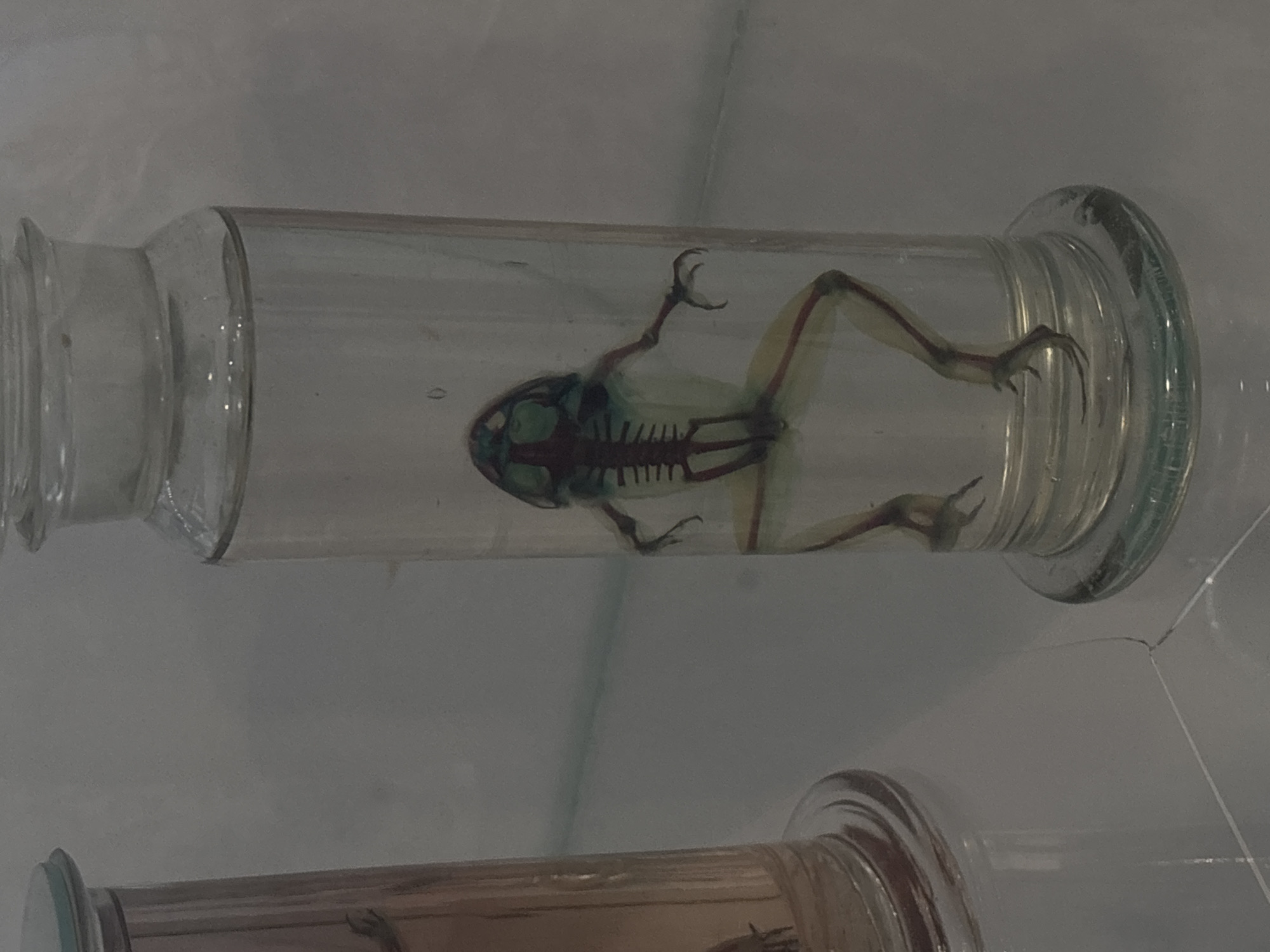 A preserved specimen of a frog is suspended in a clear, cylindrical glass jar. The frog's skeleton is stained and visible. The jar rests horizontally in a museum display. The image was taken at the Varna Aquarium, located in Varna, Bulgaria. Another jar can be seen underneath the first. The background appears to be the plain wall of the aquarium display.