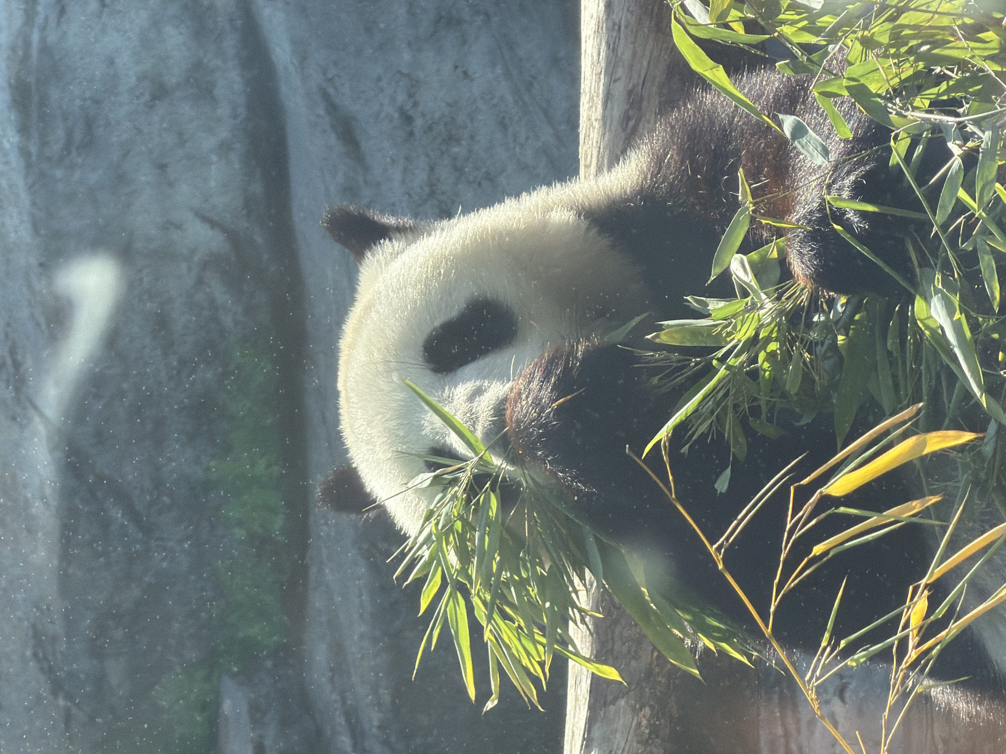 A close-up, medium shot captures a giant panda from the chest up, with its face obscured by a bundle of green bamboo stalks it is actively eating. The panda's fur is predominantly white on its head and chest, transitioning to black fur on its shoulders and back. Prominent black eye patches are visible on its head. The panda is positioned horizontally within the frame, resting on a log or similar wooden surface. The background is a soft-focus, mottled gray rock formation, with a hint of green foliage. Sunlight streams in, creating a bright, slightly hazy atmosphere, with visible light flares and small dust particles in the air. The overall impression is one of a peaceful, everyday moment for the animal in its habitat.