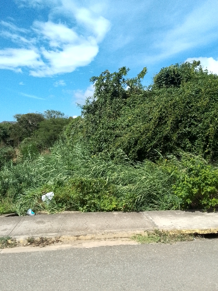 A verdant scene under a bright blue sky with scattered clouds. Lush green vegetation fills the view, featuring tall grasses and dense trees. A concrete sidewalk edges the foliage, next to an asphalt road. Discarded trash, including plastic bags and a bottle, litters the grassy area. The overall impression is a roadside view with abundant plant growth.