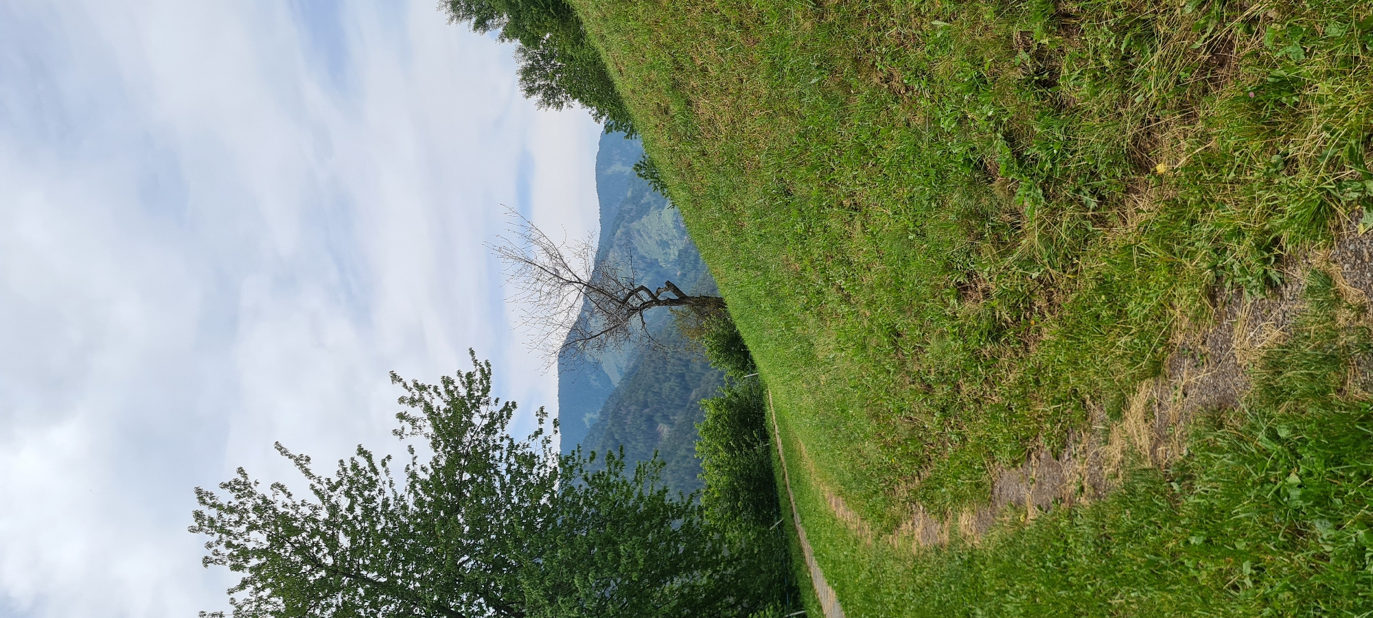 An outdoor, eye-level, vertical, medium shot captures a pathway curving through a grassy hillside under a cloudy sky. The path is made of gravel and dirt, bordered by lush green grass with some dry straw mixed in. On the left, a large, leafy green tree stands tall. Further back and slightly to the right, a barren, gnarled tree stands on the hillside. In the distance, rolling hills covered in dense green forest stretch across the horizon. The sky is filled with large, white, fluffy clouds. The scene appears to be in a rural or mountainous area, possibly St. Magdalena - Santa Maddalena, Italy. There are no people or animals visible in the image.