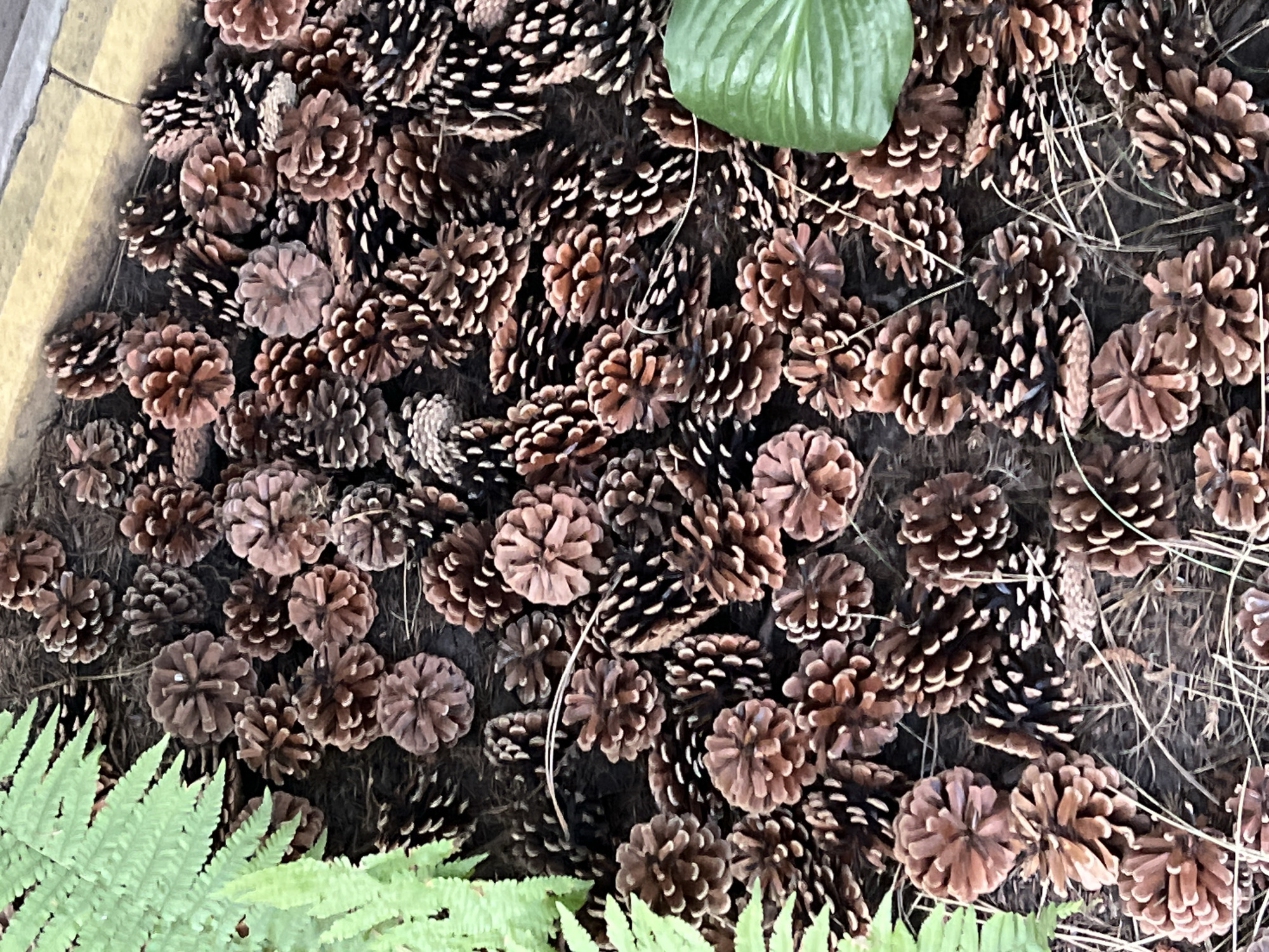 This is a close-up, overhead photograph of a dense collection of pinecones scattered across dark soil, with some dry grass and pine needles visible. The pinecones are primarily brown with some displaying hints of reddish-brown and white tips. To the left of the frame, a large frond of a green fern is visible, and in the upper right corner, a small portion of a yellow and gray striped border is present, suggesting an edge or planter box. A single, broad, green leaf is also partially visible on the right side of the image. The lighting appears to be natural daylight, casting soft shadows and highlighting the textures of the pinecones. There are no people or animals in the image, and no specific action or interaction is depicted. The location is not identifiable from the visual elements in the image alone.