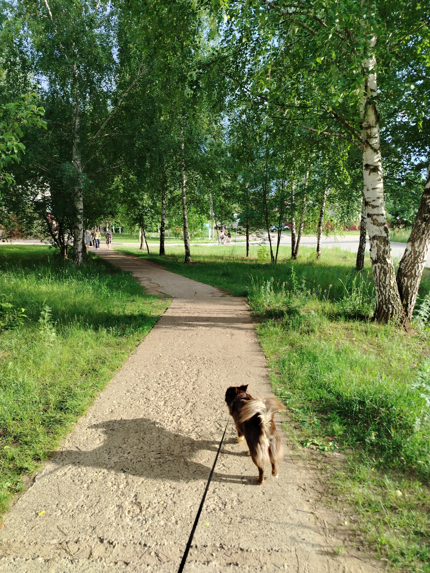 This media file depicts a scenic outdoor scene in Noviy, Russia, featuring a paved pathway winding through a park or wooded area. The pathway is flanked by lush green grass and a grove of birch trees, their white bark and green leaves creating a vibrant contrast against the dappled sunlight. In the foreground, a small, fluffy brown dog with a long, bushy tail is walking away from the camera on a leash, casting a distinct shadow on the path.
In the background, several people can be seen walking along the same pathway, appearing to enjoy a leisurely stroll. One person is riding a bicycle further down the path. The presence of the people and the dog suggests a common recreational activity, such as a walk or a day out in the park.
The time of day appears to be afternoon, with the sunlight casting long shadows and highlighting the texture of the pathway. The weather seems pleasant, with clear skies indicated by the bright lighting and the lushness of the vegetation. The overall atmosphere is serene and peaceful, conveying a sense of calm and enjoyment of nature. The location cues, such as the birch trees and the general landscape, are consistent with a Russian setting. No visible text is present in the image.