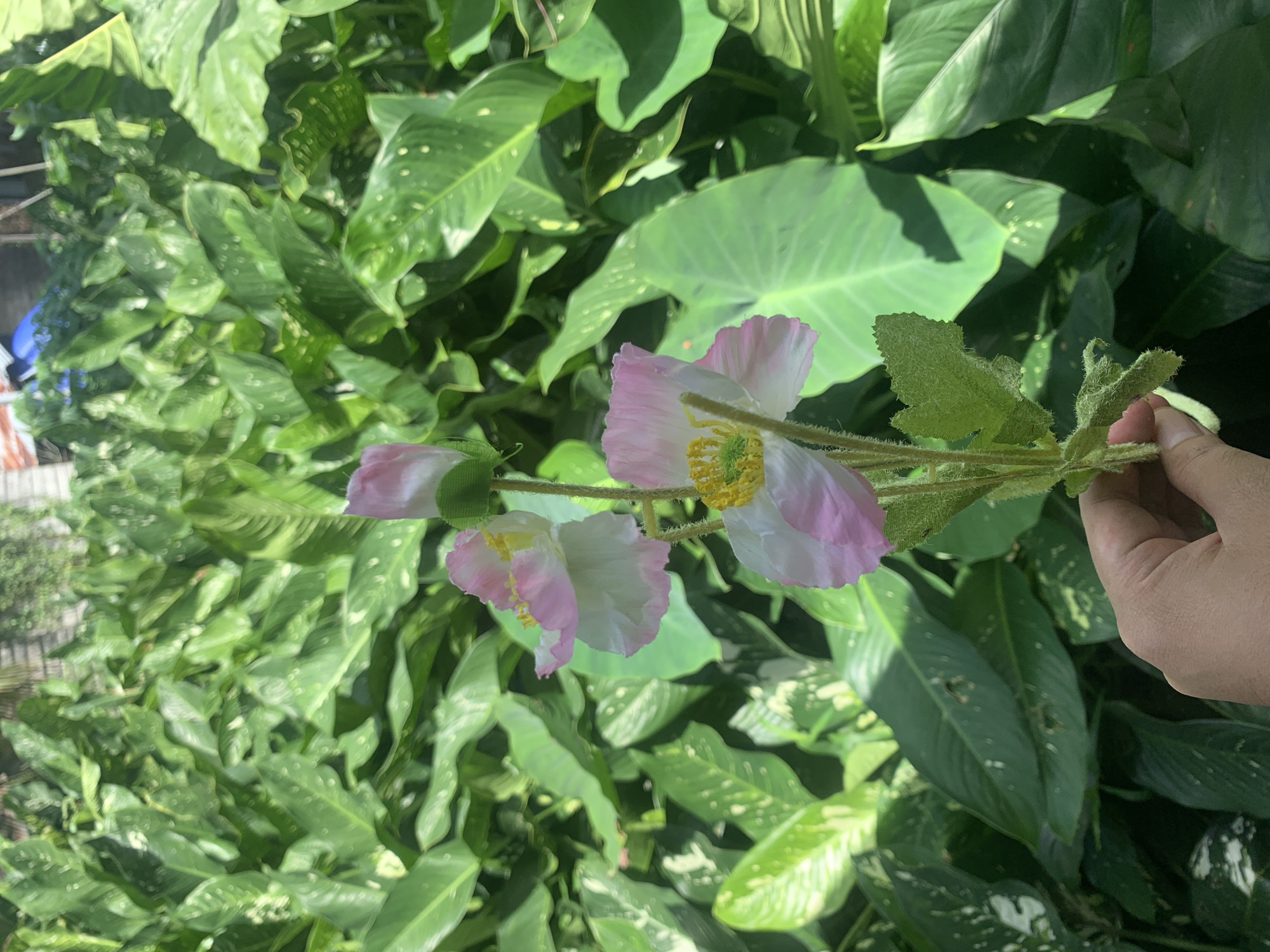A hand holds a stem with three pink and white poppy flowers and green leaves, in front of a dense background of large green leaves. The poppies have delicate, crinkled petals and bright yellow centers with green pistils. The stem is fuzzy and green, with several textured leaves. The background foliage is lush and varied, with some leaves showing lighter green or whitish speckling. The lighting suggests it is daytime, with some shadows cast by the sunlight. The image appears to be taken outdoors, possibly in a garden or natural setting within Kuala Pembuang, Indonesia.