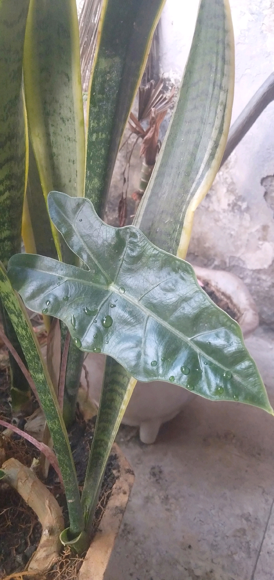In a close-up, eye-level shot, a large, heart-shaped, dark green leaf with visible veins and small water droplets rests in the foreground. It appears to be part of a plant in a pot, with other green and yellow-striped leaves of a different plant visible behind it. The background consists of a textured, light-colored wall and a blurred pot with a white, footed base. The setting is outdoors, likely in a residential area, given the presence of potted plants and the style of the wall. This image was captured in Plemahan, Indonesia.