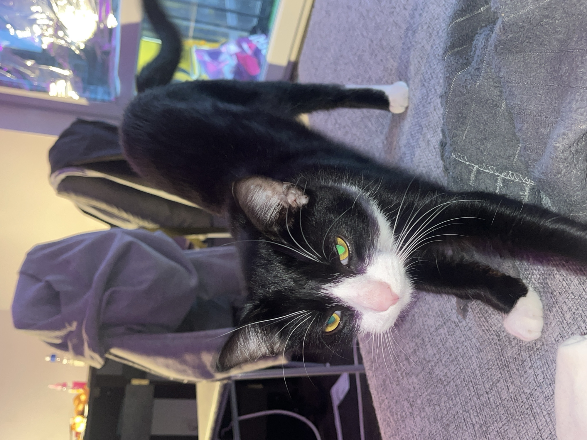 A medium shot depicts a black and white cat stretching on a grey upholstered surface. The cat's head is tilted towards the viewer, showing its face with green eyes and a pink nose. Its black body stretches along the surface, ending with a white paw on the right. The cat's tail curves upwards behind it. In the background, there is a chair draped with a grey cloth. A window with blurry reflections is visible on the left. There is nothing in the image to suggest that the location is the city of Saint Petersburg, Russia.
