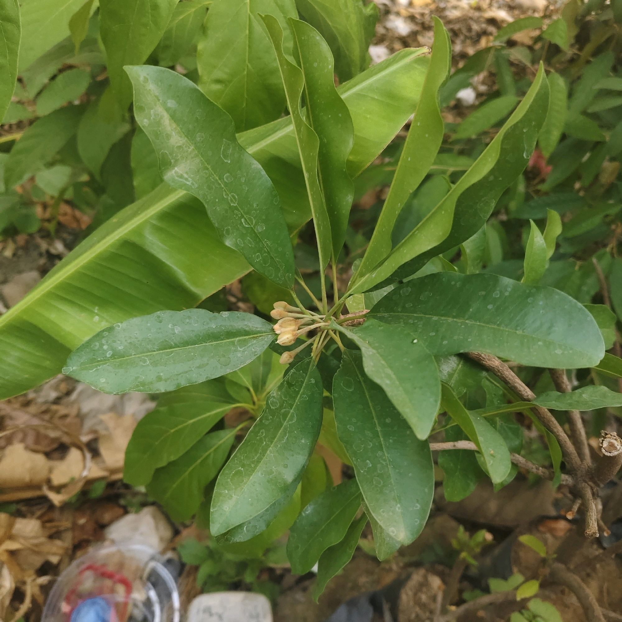 The image shows a close-up view of a plant with green leaves and a cluster of small, light-colored buds at its center. The leaves are elongated and have a slightly glossy surface, with some appearing to have small water droplets or dust specks on them. In the background, other green foliage and brown, textured ground are visible, along with some dry leaves and debris. A portion of a banana leaf is also discernible. The overall scene appears to be outdoors, possibly in a garden or natural setting within the city of Mojokerto, Indonesia. There are no people or animals in the frame.