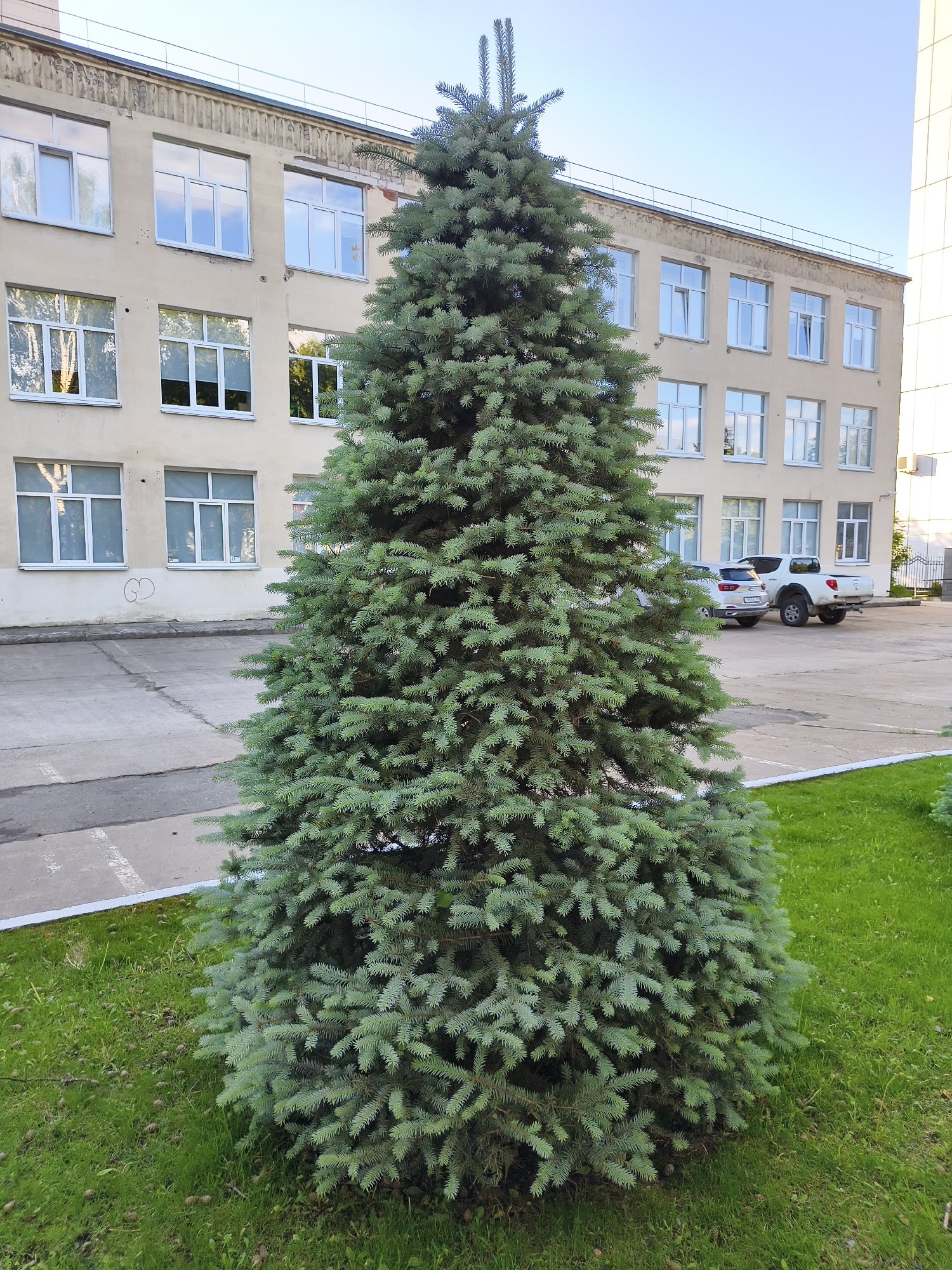A tall, well-groomed blue spruce tree stands prominently in the center of the image, filling much of the foreground. Its dense, silvery-green needles form a conical shape, indicative of a mature evergreen. The tree is rooted in a patch of vibrant green grass, where small pinecones are scattered across the ground.
Behind the tree and grass lies a concrete paved area, possibly a parking lot, with faint white lines visible on its surface. Two vehicles are parked in the mid-ground: a light-colored SUV, and to its right, a white pickup truck with elevated suspension, suggesting an off-road capability.
The background is dominated by a multi-story building with a light beige or yellowish facade. It features numerous large, rectangular windows with white frames, arranged in symmetrical rows and columns. Reflections of the sky and foliage are visible in the window panes. The building shows some signs of age and wear, particularly along its roofline, where a metal safety railing is also visible. Part of another, lighter-colored building can be seen on the far right edge of the frame.
The scene takes place during daytime under a clear, bright sky, indicating good weather. There are no people visible, and the overall atmosphere is static and calm. On the lower part of the building's wall, to the left, there is a faint circular marking that resembles the letters "GD" or "GO." The setting appears to be an outdoor area, likely within an urban or suburban institutional environment, such as a school or office complex.