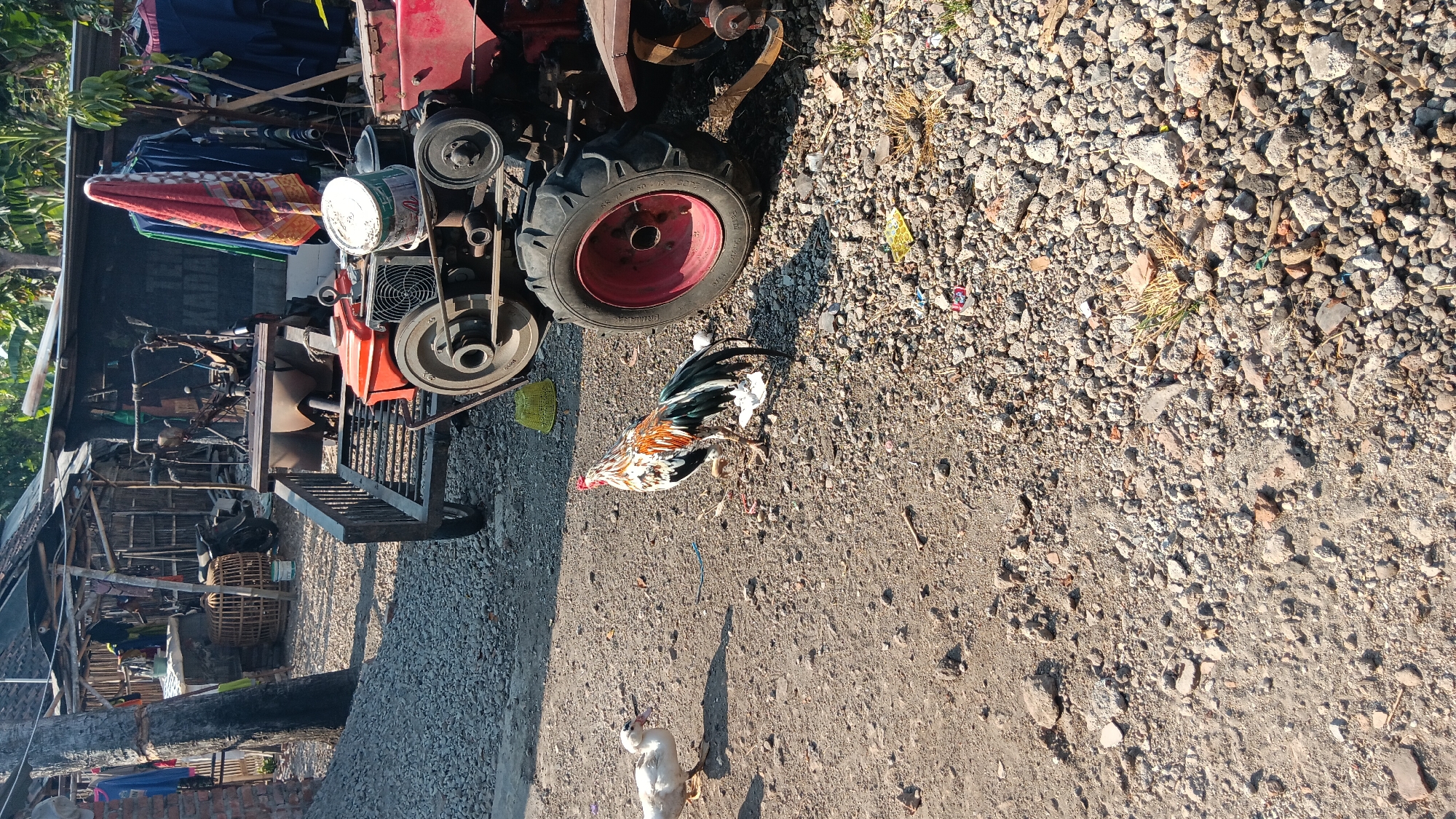 In a village setting in Sonobekel, Indonesia, a rooster with multi-colored plumage stands on a gravelly dirt path. Nearby, a white duck faces the rooster, with its beak slightly open. Behind them, a red and silver agricultural machine, likely a tiller or small tractor, is parked. The machine has large, black tires with red rims, and a metal trailer is attached to its rear. In the background, simple structures with corrugated metal roofs and wooden frames are visible, with laundry hanging to dry. The environment is rustic, characterized by loose gravel, dirt, and scattered debris.