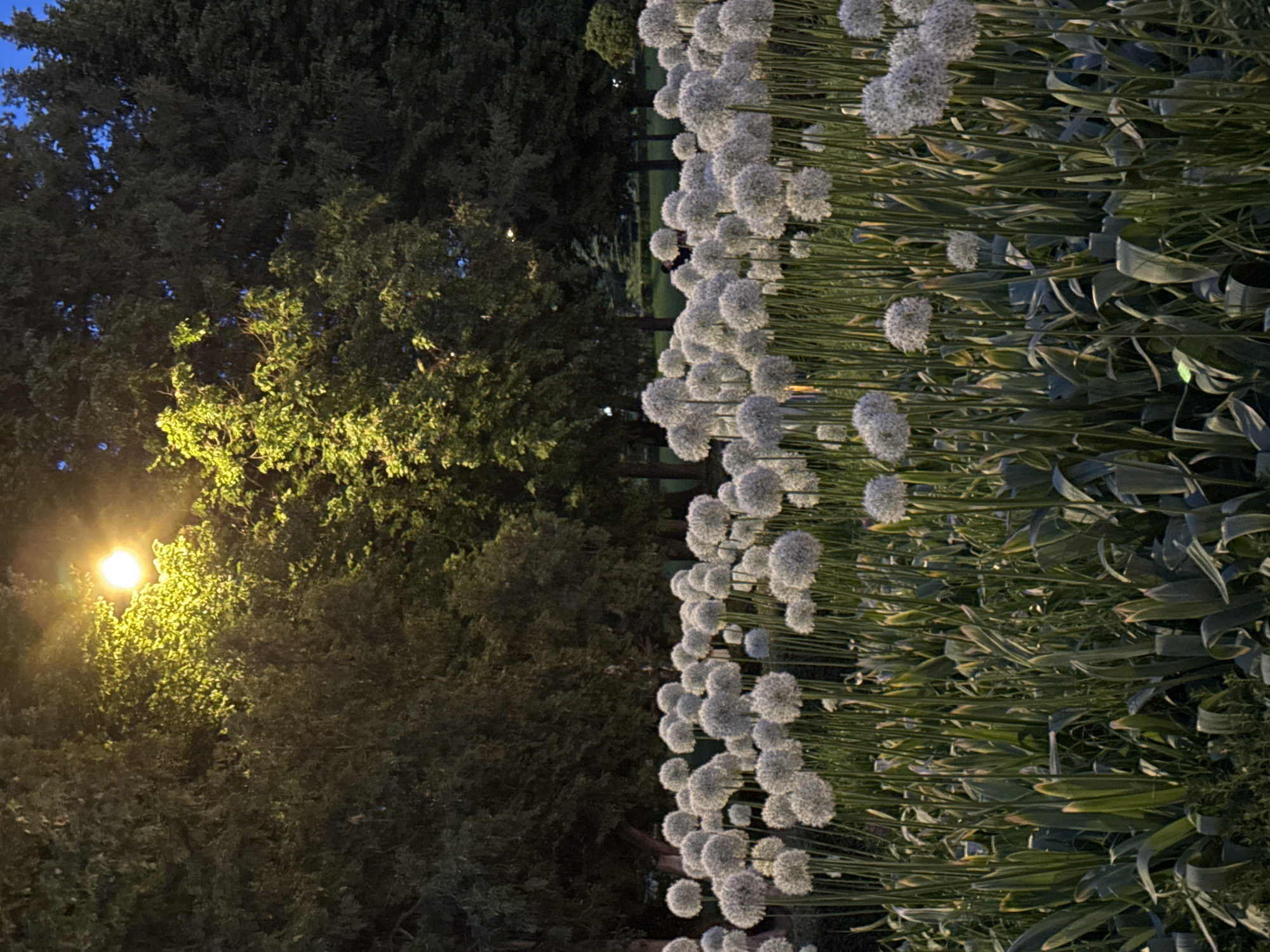 The image depicts an evening or nighttime scene in a garden or park in Moscow, Russia. On the right side, a dense arrangement of numerous white spherical allium flowers stands tall, their delicate structures contrasting with the darker background. Their long green stalks and broad leaves form a lush texture.
To the left, a variety of trees are visible. The foliage ranges from dark green, almost silhouetted against a dark blue sky in the upper left, to brightly illuminated lime green where a streetlamp casts a strong, warm yellow glow. The streetlamp itself is visible on the far left, shining intensely.
In the blurred background, between the allium flowers and the trees, a very indistinct dark shape might suggest the presence of one or more people, but it is not clearly discernible. The overall atmosphere is tranquil and somewhat mysterious, with the artificial light creating highlights and shadows across the natural elements. There is no visible text in the image.