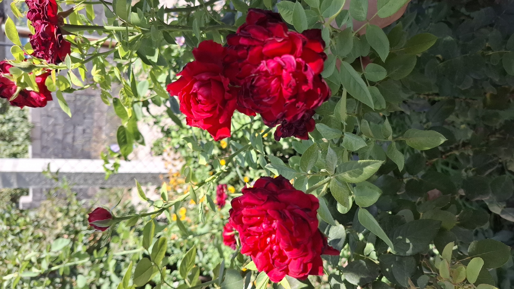 This is a close-up, eye-level, vertical, natural light outdoor photograph of several deep red roses in bloom, situated in a garden. The roses are the primary subject, with their velvety petals and dark green leaves filling the frame. In the background, blurred out, are elements of a typical suburban yard in Шұбарсу, Kazakhstan. These include a grey brick wall, a stone pillar, and other greenery, suggesting a residential setting. The lighting indicates it is daytime, likely sunny given the highlights on the petals and leaves. There are no people visible in the frame. The overall impression is one of lush, natural beauty.