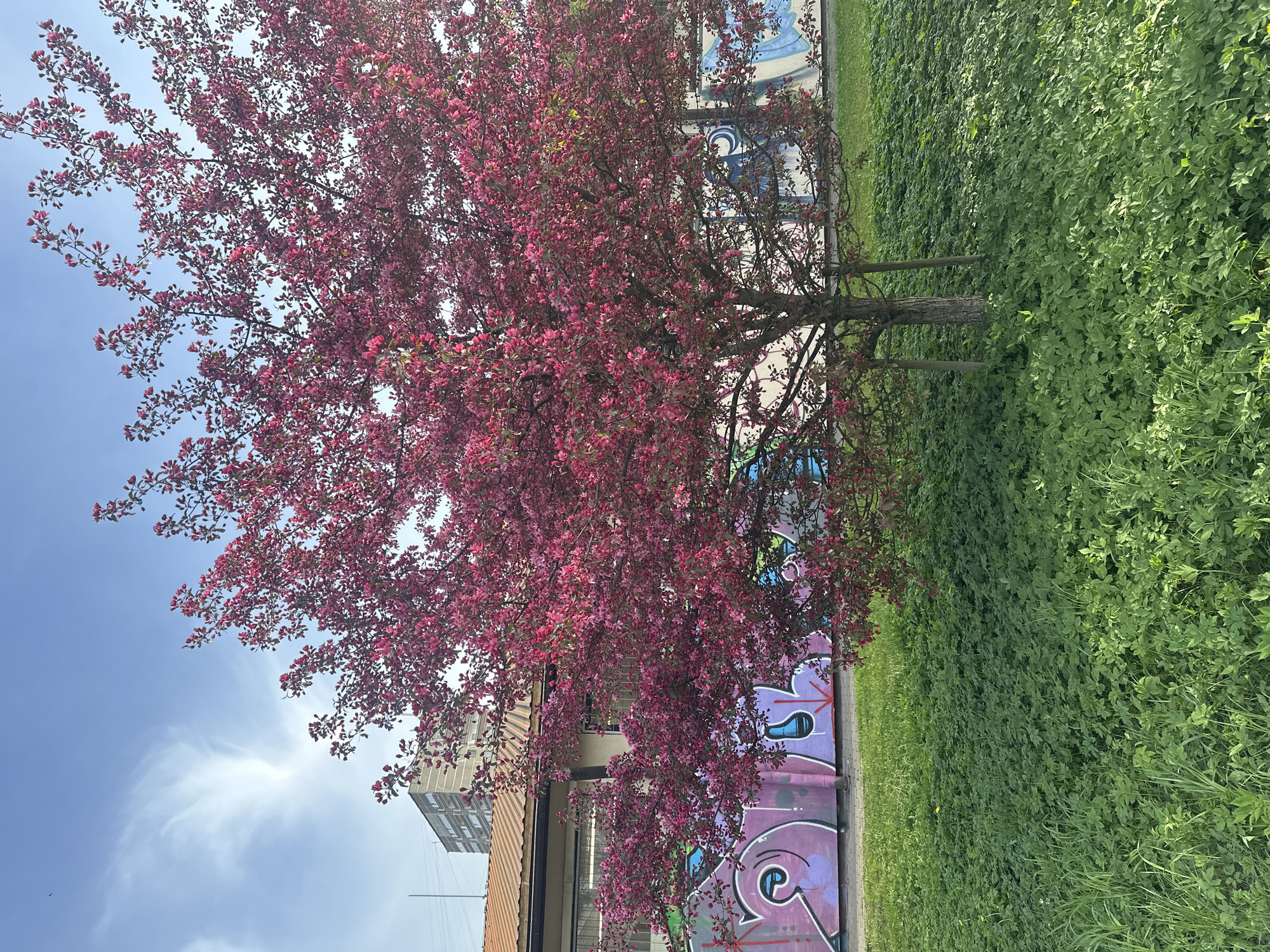 The image depicts a tree with pink blossoms in full bloom. Behind the tree is a wall covered in graffiti. To the right of the wall is a patch of green vegetation. In the background, a building is partially visible. The location is likely Riga, Latvia, based on the urban landscape and architectural style.