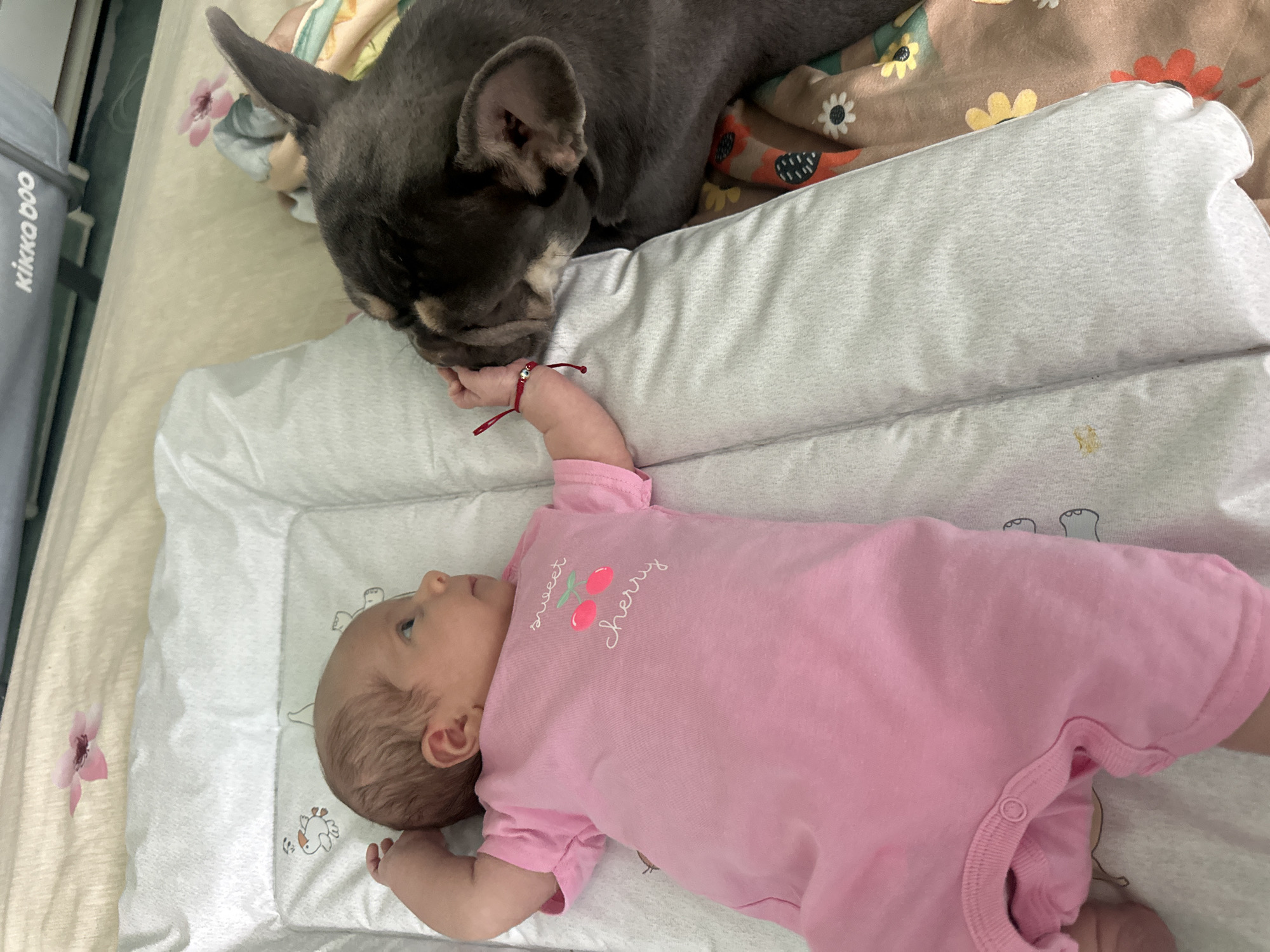 A newborn baby in a pink romper lies on a white changing mat, facing a grey French bulldog. The baby is looking up and to the side, while the dog is nuzzling the baby's hand. The romper has a cherry graphic and the words "sweet cherry" printed on it. A red bracelet is visible on the baby's wrist. The changing mat is on a bed with a floral patterned sheet. The scene appears to be indoors, in a domestic setting.