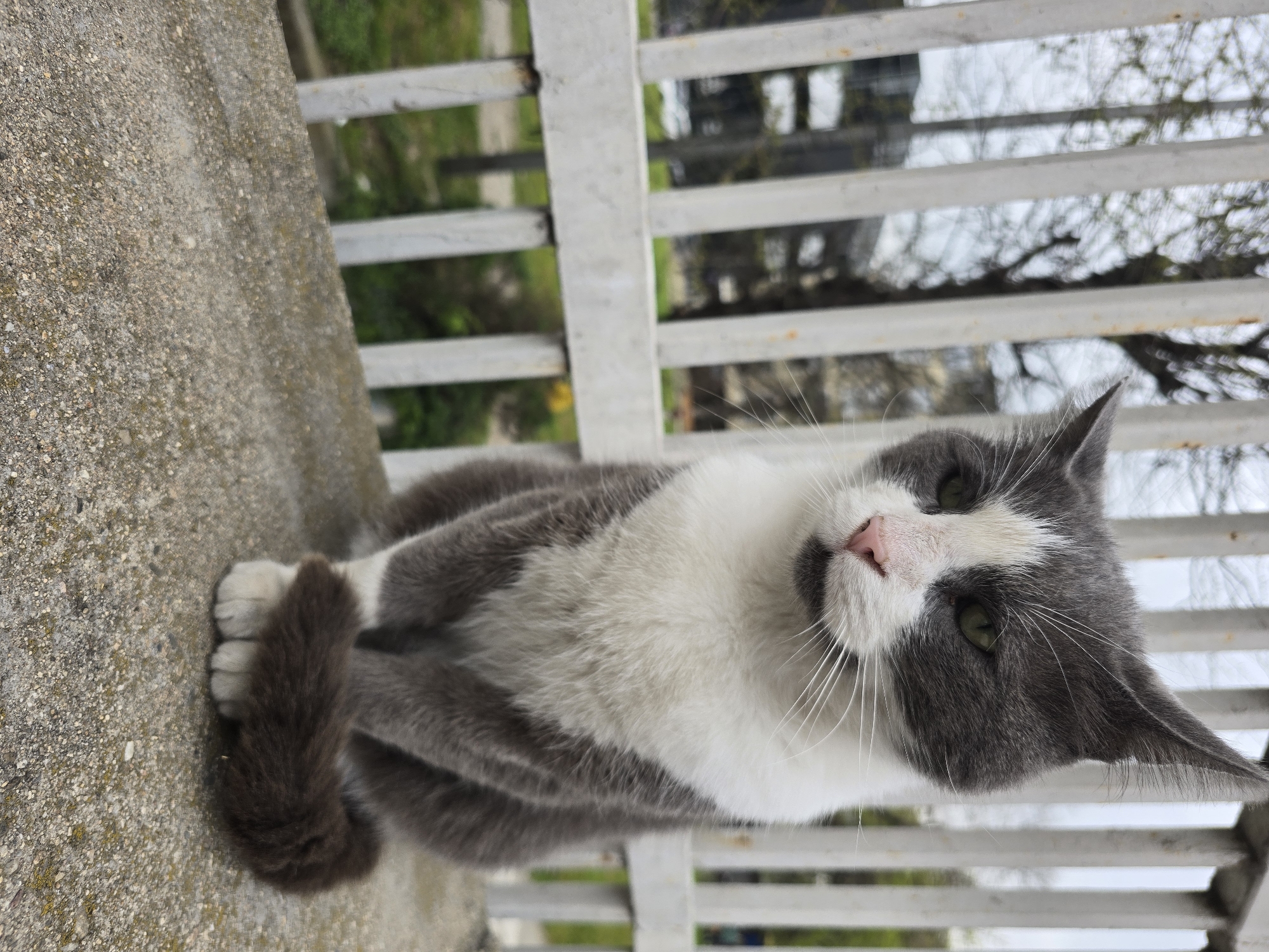 A gray and white domestic cat is the central subject of the image, captured looking directly at the camera. The cat is lying on a rough, textured concrete surface, with its body partially curled and its tail wrapped around its front paws. Its face is predominantly white, featuring a distinctive gray patch around its left eye (viewer's perspective) and over its right ear. The cat has bright green eyes and a delicate pink nose.
In the background, a white, slatted railing or fence is visible, running horizontally behind the cat. Beyond the railing, the scene is blurred, showing hints of green foliage and what appear to be bare tree branches against an overcast sky, suggesting an outdoor setting during cooler months like late winter or early spring. The lighting is natural and indicates it is daytime. The image itself is rotated 90 degrees clockwise from the cat's natural upright position. There is no visible text in the image.