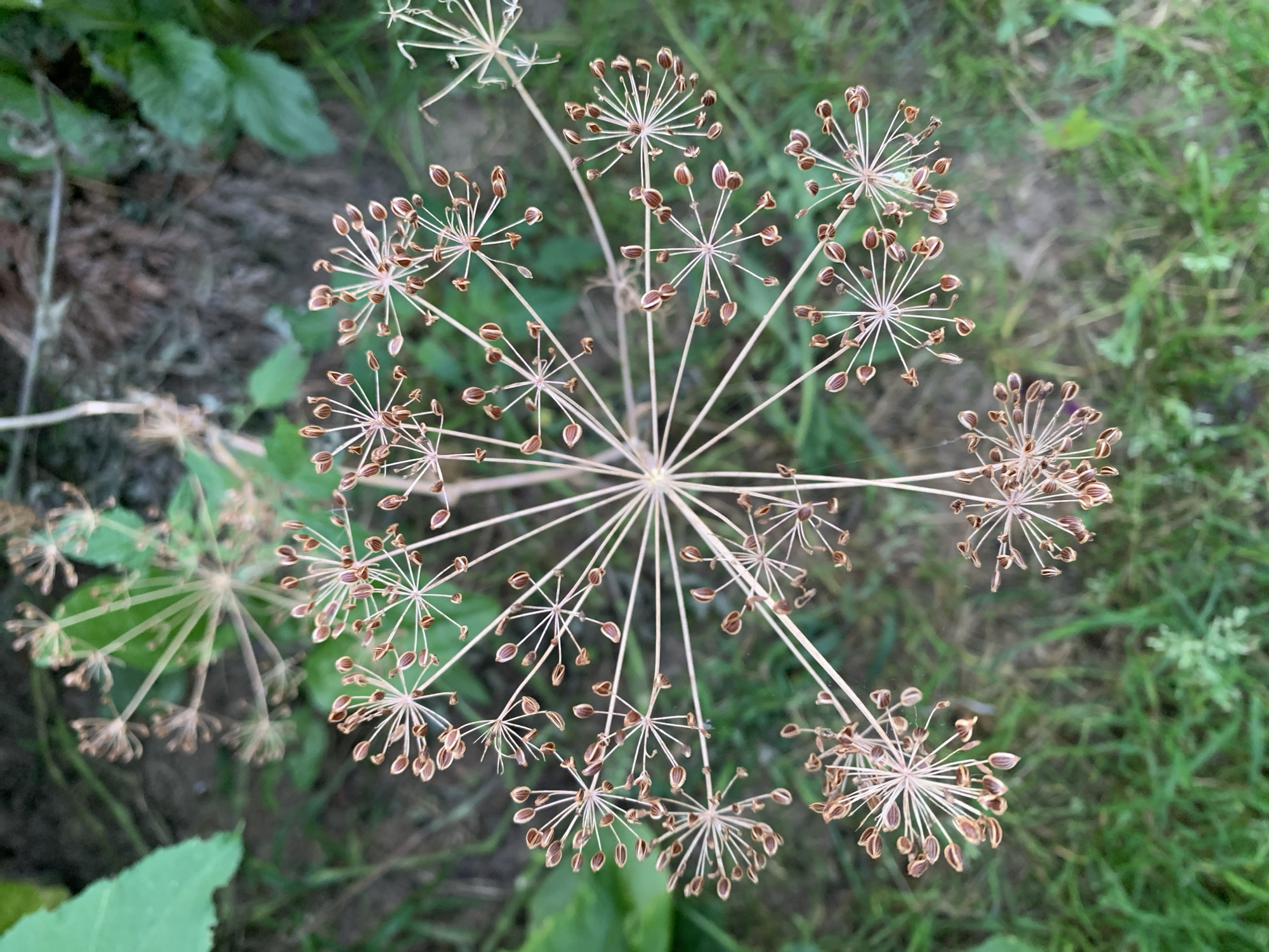 This is a close-up, top-down shot of dill seed heads in Капцёўскі сельскі Савет, Belarus. The main subject is a large, dried dill seed head in the center of the frame, with its delicate, spoke-like structures radiating outwards, each tipped with small, brown, oval-shaped seeds. Several smaller, similar seed heads are scattered around it, some in sharp focus and others blurred in the background. The environment appears to be a natural setting, with blurred green foliage and dark soil visible beneath the plants. The lighting is natural and appears to be soft daylight. There are no people or animals present in the image.