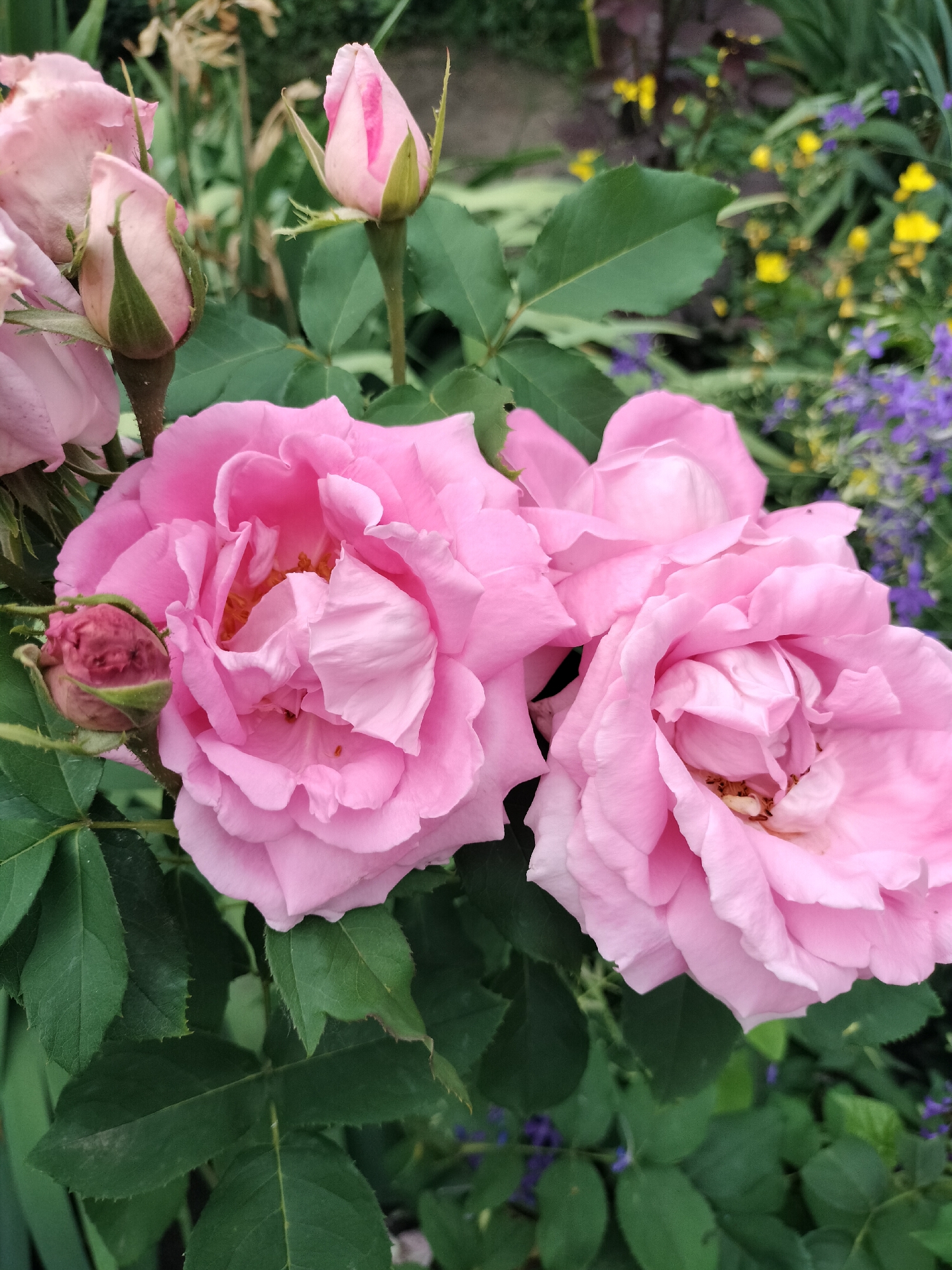 A cluster of three fully bloomed pink roses and several rose buds are the central focus of this image. The roses are a pale pink with ruffled petals, and their centers are a warmer, slightly orange hue. One of the rose buds is small and tightly closed, a dusty pink color with green sepals. Another bud is larger, more open, and a lighter pink. The largest rose is in the foreground, left of center, with its petals unfurling to reveal its inner details. To its right are two other large, open roses, one partially obscuring the other. Dark green leaves surround the roses, with some appearing slightly dusty. In the background, out of focus, are hints of other flowers: small yellow blooms and delicate purple flowers. The overall impression is of a natural, outdoor garden setting. While the image is described as being taken in Stanychne, Ukraine, there are no discernible landmarks or features in the image that specifically identify its location within the city. There are no people present in the image.