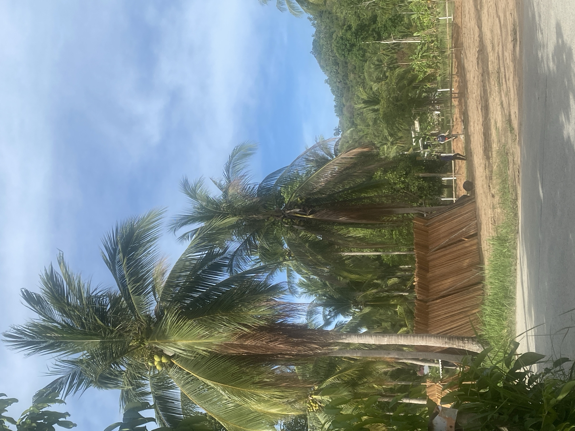 The image depicts a tropical scene, likely in or near Baan Don Sai, Thailand, judging from the location information provided. In the foreground, there are coconut palm trees with visible coconuts. A partially constructed, rustic-looking structure made of interwoven organic material sits near the trees. In the midground, two individuals are seen along a dirt path or construction site adjacent to a paved road. The background features lush, green vegetation covering a hillside. The sky is clear and blue with scattered clouds. The image is rotated 90 degrees clockwise.
