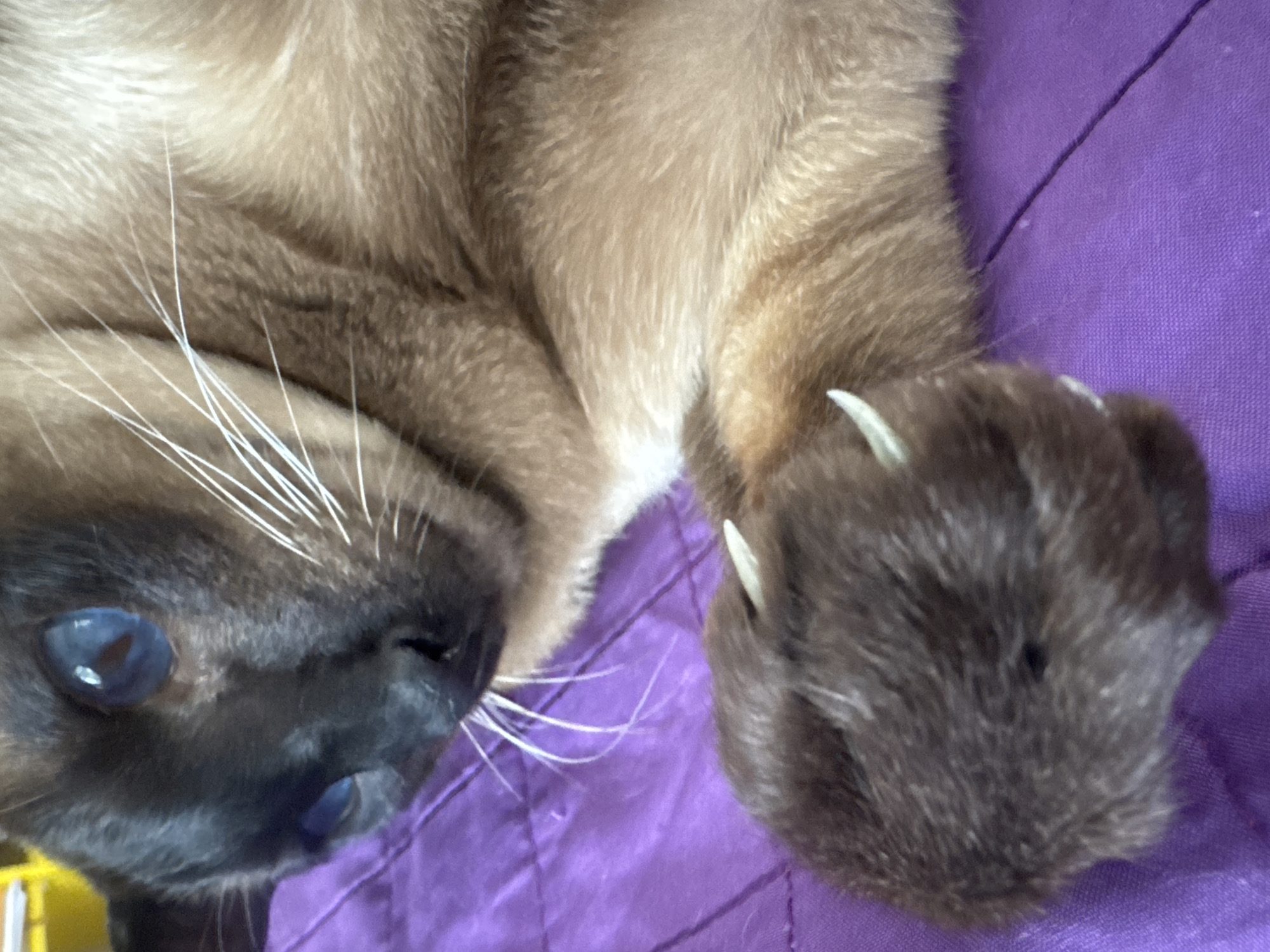 A Siamese cat lies on its back on a purple quilted surface. The cat's head, with blue eyes and white whiskers, is positioned on the left side of the frame. The cat's right paw, with extended white claws, is prominently displayed on the right side of the image. The context of Ramat Gan, Israel is not present in the image.