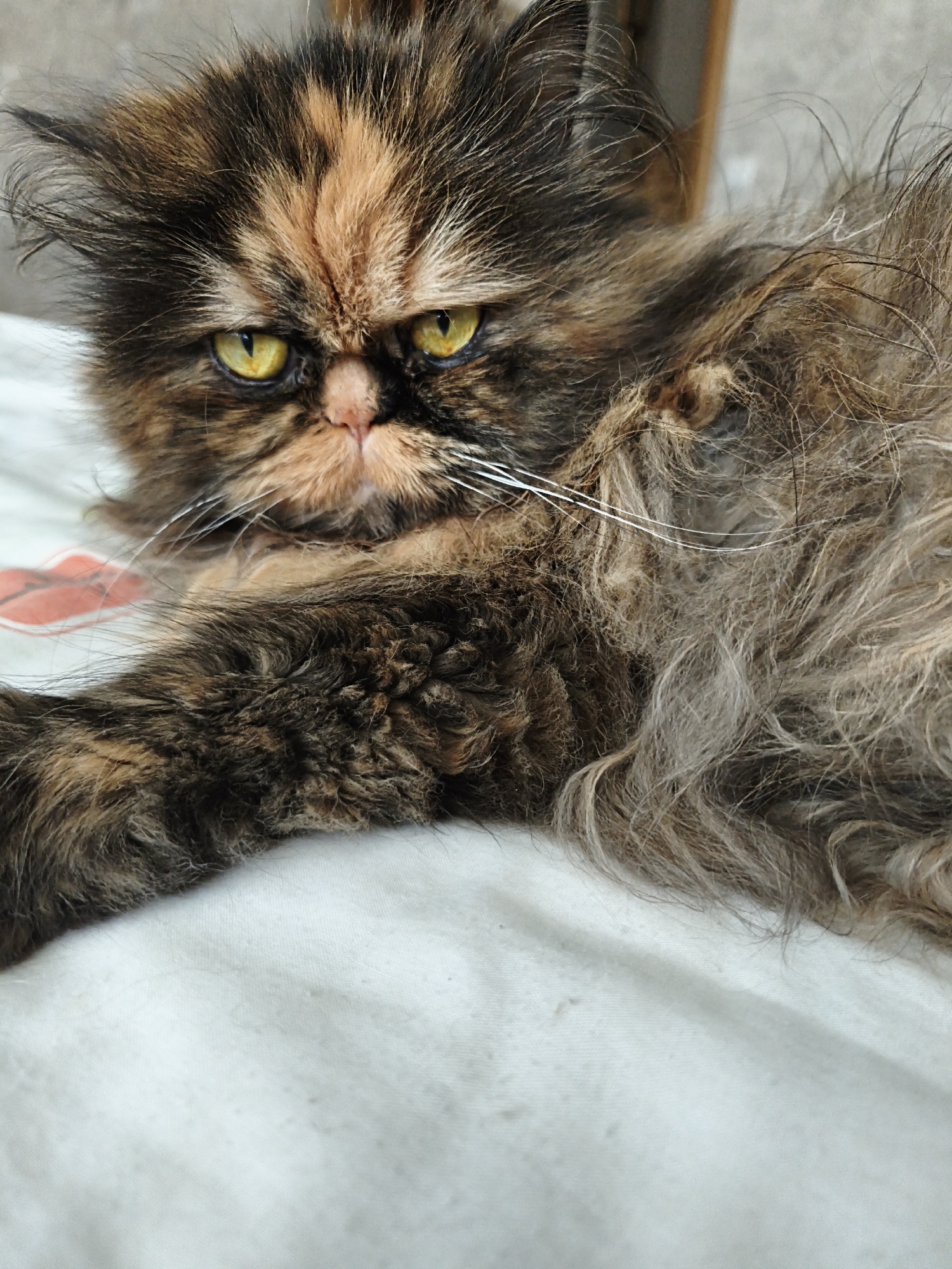 A close-up, eye-level shot features a tortoiseshell Persian cat with striking yellow eyes lying on a white, patterned surface. The cat's fur is a mix of black, brown, and orange, with a particularly fluffy mane around its face. Its gaze is directed forward, with whiskers extending outwards. The background is blurred, suggesting an indoor environment, possibly a home setting. There is no information in the image to indicate a specific location in Donetsk, Ukraine.