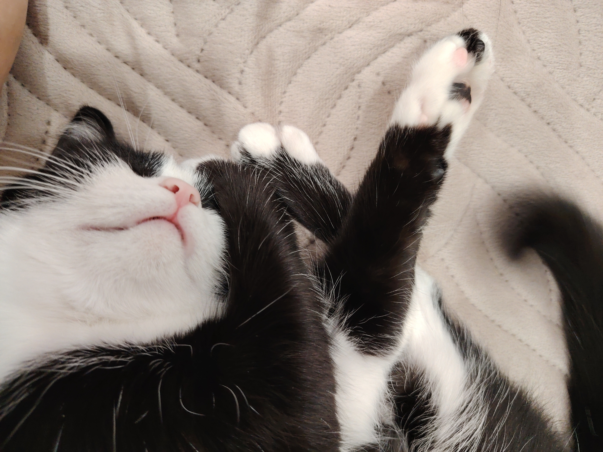 A close-up depicts a black and white cat lying on its back on a light beige, textured surface. The cat's paws are crossed near its face, with one paw having black and pink paw pads. The cat's eyes are closed and its pink nose is visible. A portion of the cat's tail is seen in the lower right corner.