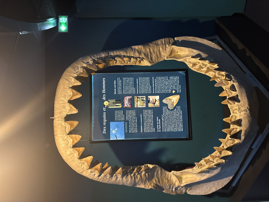 A large, complete set of pale, fossilized shark jaws, presumed to be from a Megalodon, is displayed vertically indoors. The jaws are mounted on a dark stand, exhibiting multiple rows of triangular teeth. Centered behind the jaws is a dark-framed informational panel titled "Des requins et des Hommes" (Sharks and Men), featuring text in French and English alongside images of a shark, traditional artifacts, processed shark products, and a large fossilized shark tooth. The background wall is dark teal. Overhead lighting casts warm illumination on the display. A green illuminated exit sign, depicting a running figure and an arrow pointing left, is visible in the upper right. The scene is located in the Musée de la Nouvelle-Calédonie (Museum of New Caledonia) in Noumea, France. No individuals are present.