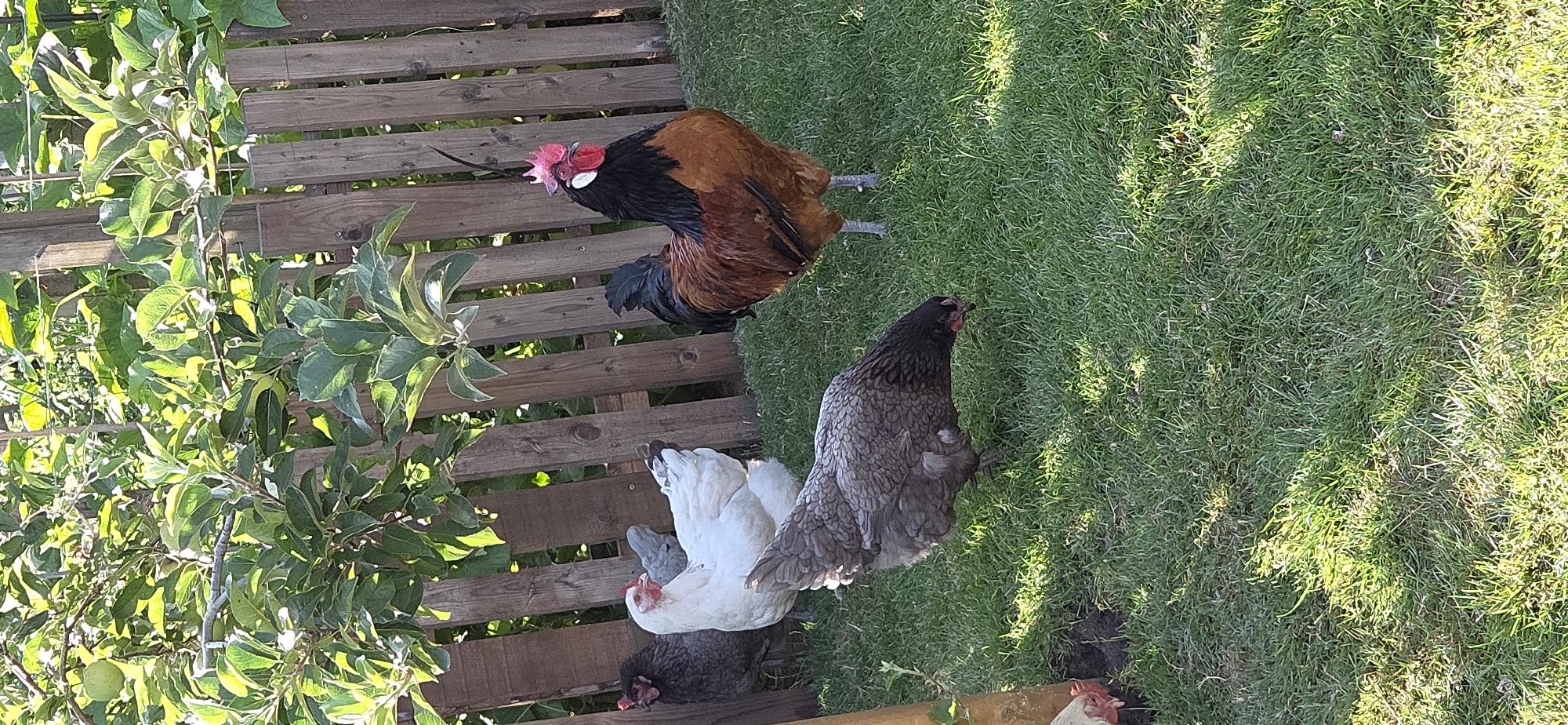 The image depicts a yard with a wooden fence and lush green grass. Several chickens are present in the yard. A large rooster with brown and black feathers and a red comb stands prominently in the center right of the frame. To its left, a white hen is visible. In the foreground, a greyish-brown hen is foraging in the grass. To the far left, partially obscured by foliage, a dark-colored chicken can be seen. The background features a wooden fence and dense green foliage, suggesting a garden or orchard setting. The lighting indicates it is daytime, with sunlight filtering through the leaves, creating dappled shadows on the grass. This scene is located in Eeklo, Belgium.