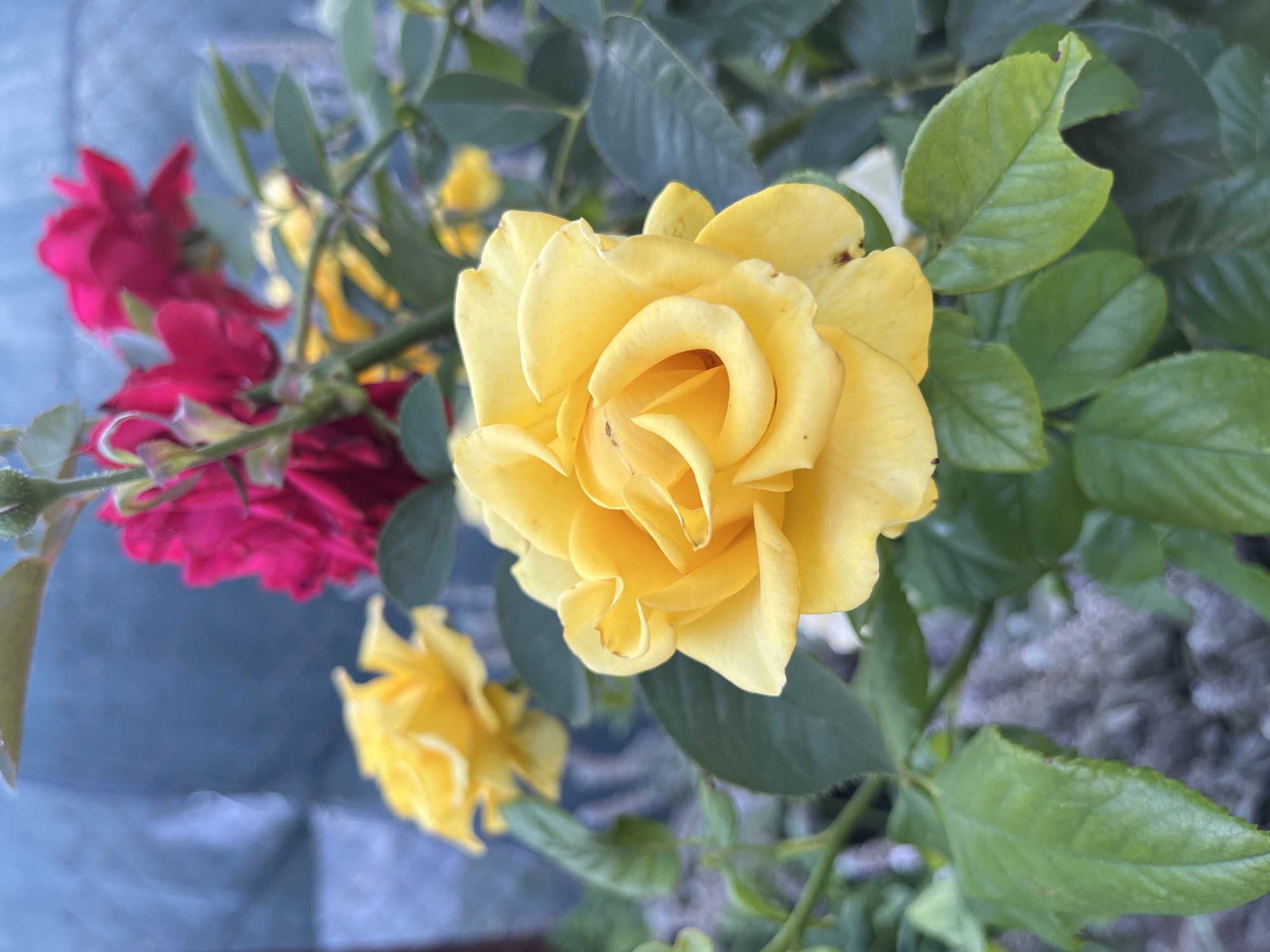 A close-up, shallow depth of field photograph shows a bright yellow rose in the foreground, with its petals unfurling in a spiral. The rose is surrounded by green leaves, some of which are slightly damaged with small notches. In the background, a cluster of vibrant magenta roses are partially visible, along with other out-of-focus yellow roses and green foliage. The backdrop is a blurred, cool-toned surface, possibly a fence or a wall, with a subtle grid pattern. The lighting suggests it is daytime, casting soft shadows and highlighting the textures of the petals and leaves. The setting appears to be a garden or outdoor floral display. There are no people or animals visible in the frame. The presence of this image within the dataset does not imply the location is Kotovo, Russia, as this information is not inherently discernable from the visual content alone.