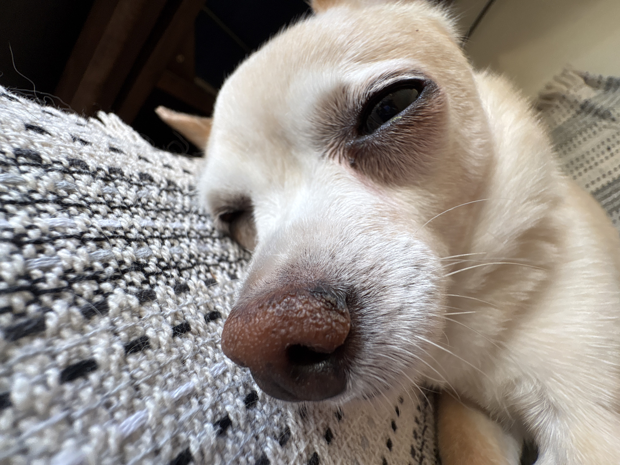 This is a close-up, low-angle shot of a light-colored dog, possibly a Chihuahua, lying down on a textured, woven surface. The dog's head is angled towards the viewer, with its nose and one eye prominently featured. The dog's nose is a speckled brown, with visible texture and some light-colored fur around it. The dog's eye is dark and appears to be looking upwards. The woven surface appears to be a textile, possibly a blanket or upholstery, with a pattern of light and dark threads. The background is out of focus but suggests an indoor environment with wooden elements. The image is taken in Vratsa, Bulgaria.