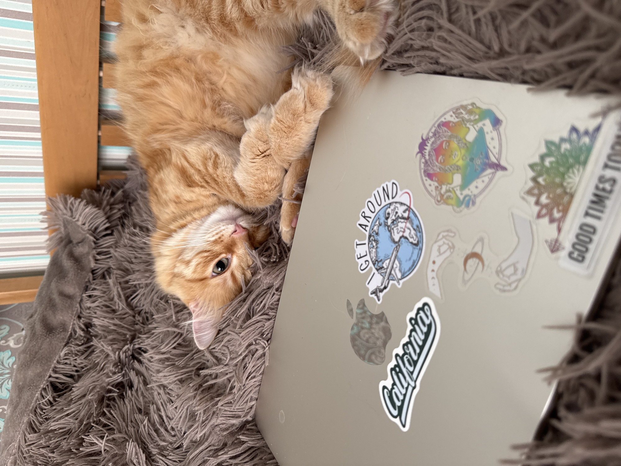 An orange tabby cat is lying on a fluffy gray blanket next to a silver laptop. The laptop is covered in stickers, including one that says "California," another with a globe and an airplane, and several other decorative stickers. The cat is looking towards the camera with its head resting on its paws. The background shows a wooden headboard and a striped wall. The scene appears to be indoors, likely in a bedroom or living room. There is no information about the city of Obukhiv, Ukraine, in the image or its description.