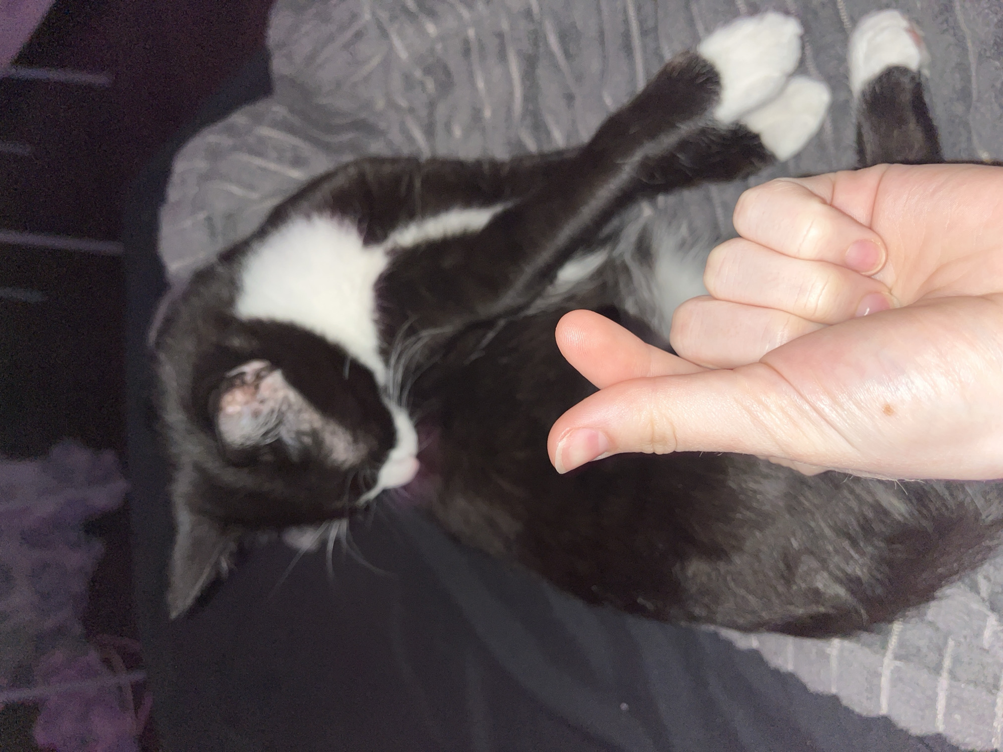 A black and white cat is lying on a gray, textured surface, possibly a blanket or cushion. The cat's paws are white, and it appears to be resting. A human hand is present in the frame, positioned above the cat. The overall environment is dimly lit, with dark areas in the background.
