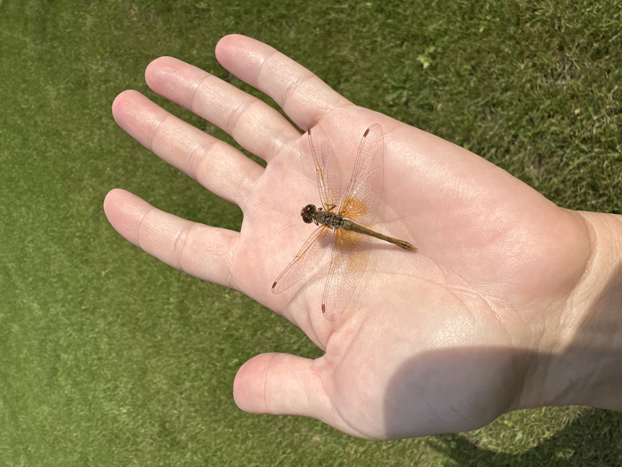 A person's open palm, with visible skin texture and a shadow cast from above, is presented from a top-down perspective. Resting on the palm is a single dragonfly, its body segmented and colored in shades of brown and yellow. The dragonfly's four translucent wings are spread, revealing delicate vein patterns and small brown markings at their tips. The background is a blur of green grass, suggesting an outdoor setting. The image does not provide any visual information related to the city of Самарский, Russia.