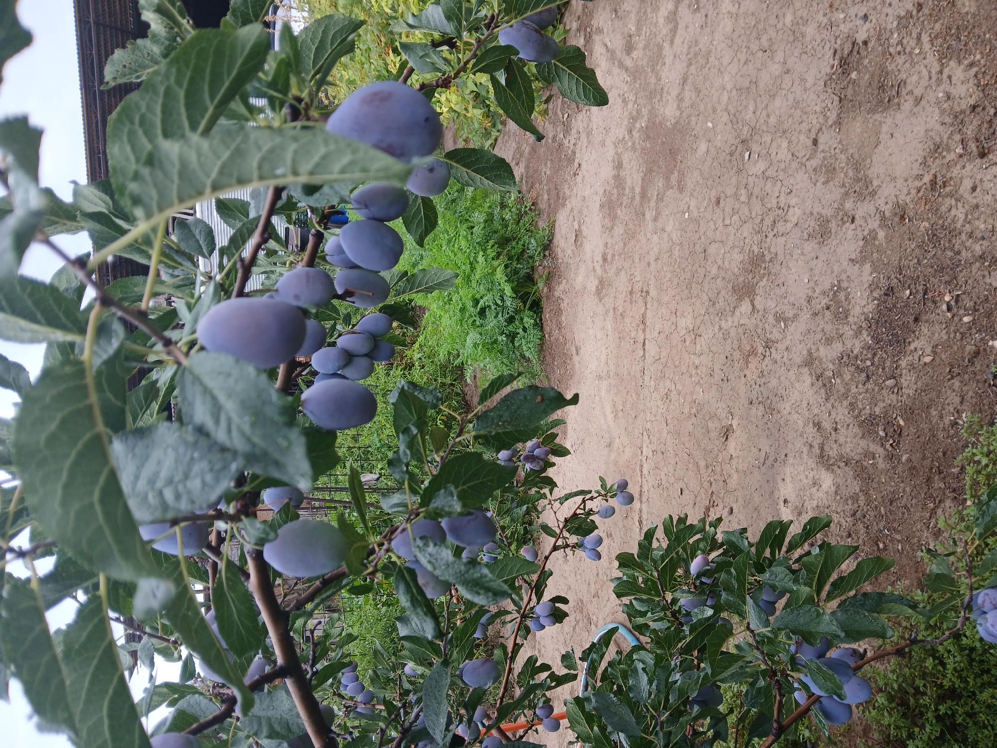This image depicts a close-up view of plum branches laden with ripe, dark purple plums. The plums are clustered together, hanging from the branches amidst lush green leaves, some of which appear wet, suggesting recent rain. The background is blurred but shows a rural or semi-rural setting with dry, cracked earth, green vegetation, and hints of structures, possibly a building or shed with a corrugated roof. The overall impression is of an orchard or garden. The image was taken in Коктал, Kazakhstan.